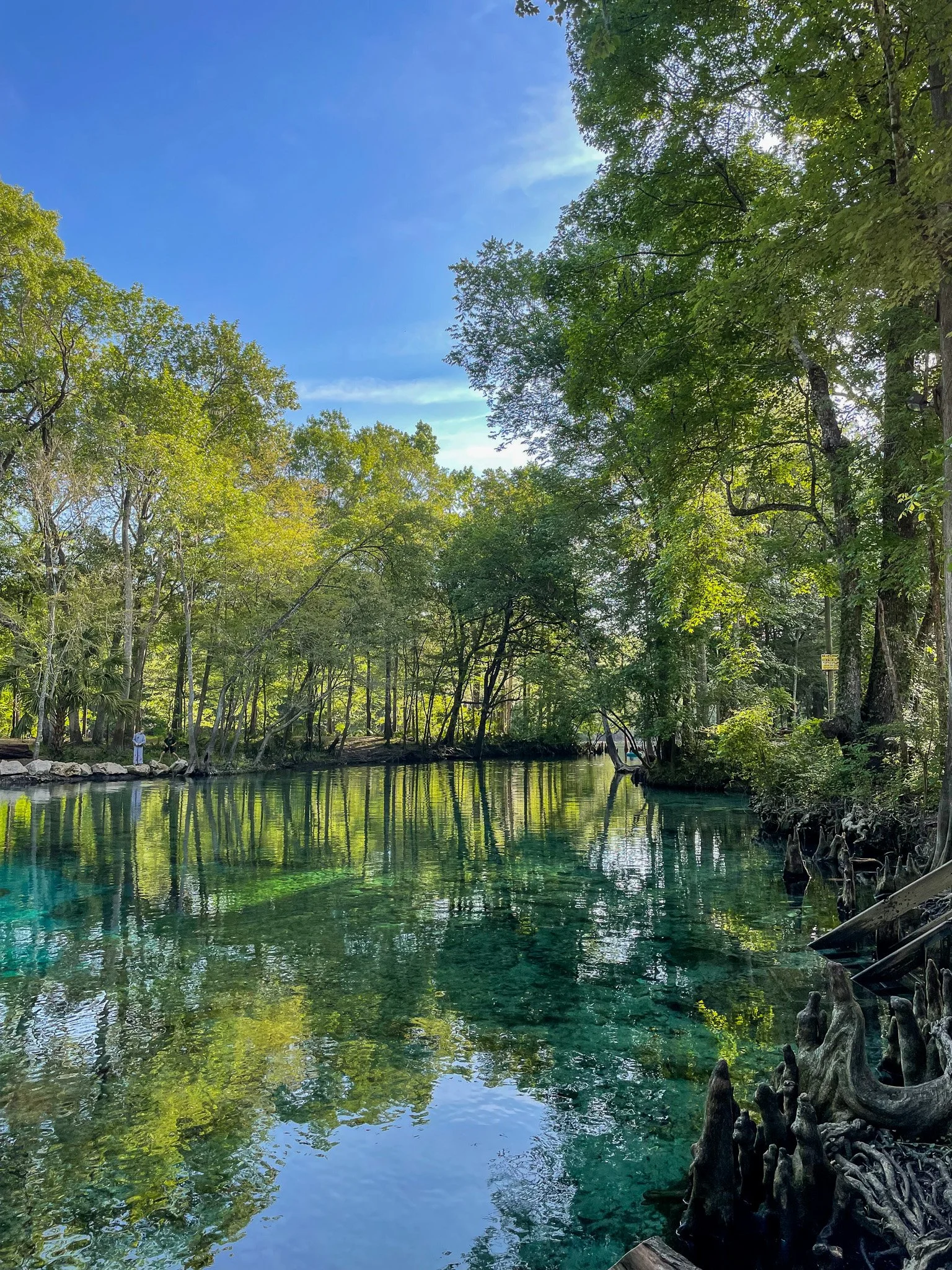 view of Ginnie Spring from the surface with cypress roots in foreground