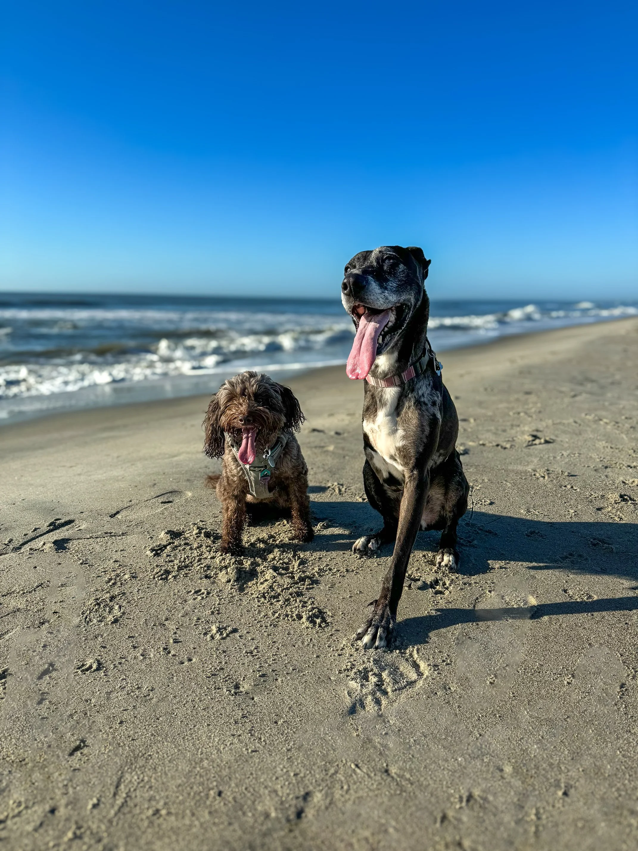 Guide to Dog-Friendly Beaches in Charleston, SC