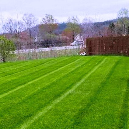A neatly mowed green lawn with visible mowing lines, a wooden fence on the right, bare trees in the background, and a cloudy sky.