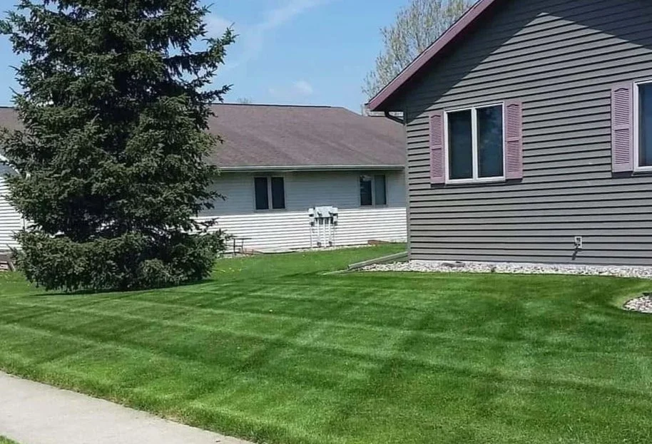 A suburban yard with neatly mowed green grass, a large pine tree on the left, and parts of two houses with vinyl siding, window shutters, and a sidewalk.