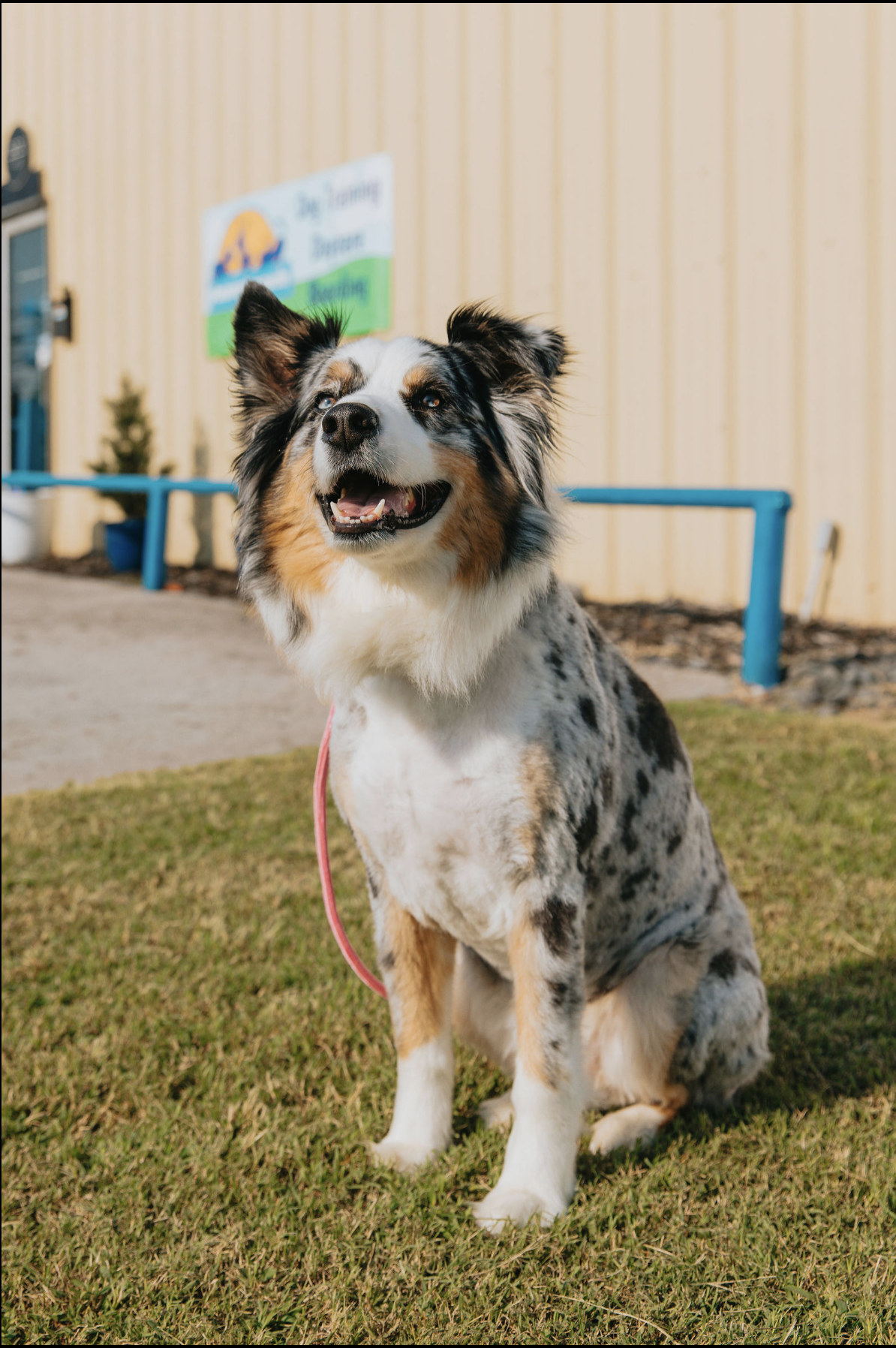 How Dog Training in Edmond, OK Helps Create a Happier Home