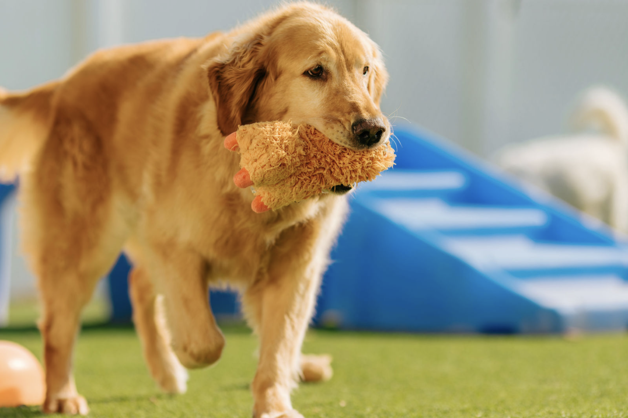 5 Reasons Why Dog Daycare in OKC is Great for Busy Pet Parents