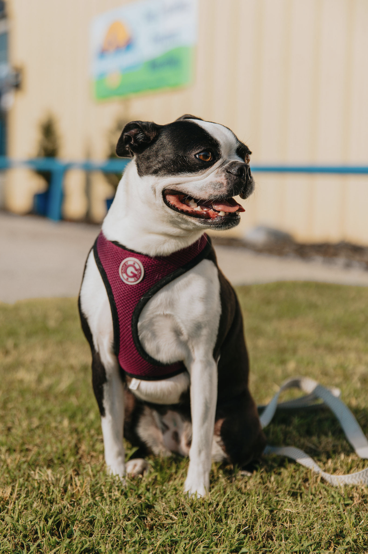 Why Professional Dog Training in Edmond, OK Makes a Big Difference