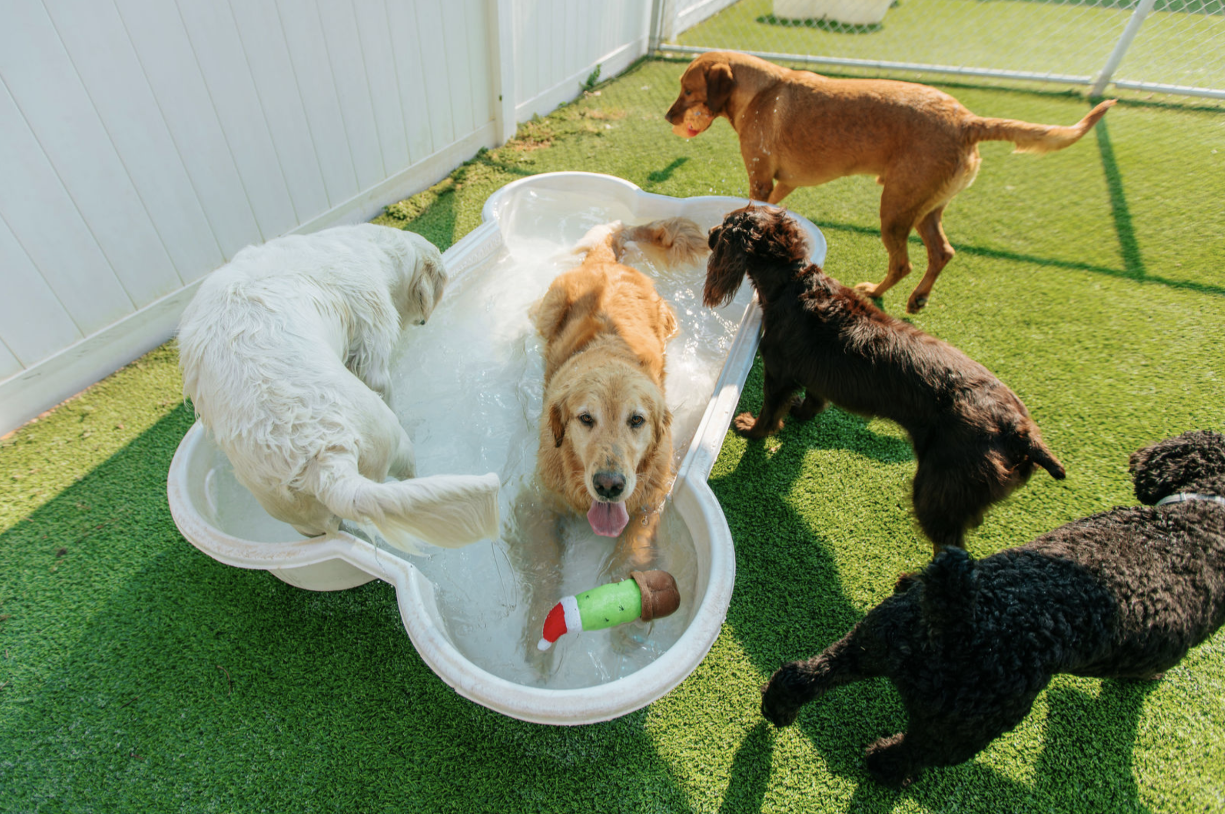 How to Choose the Best Dog Daycare in OKC