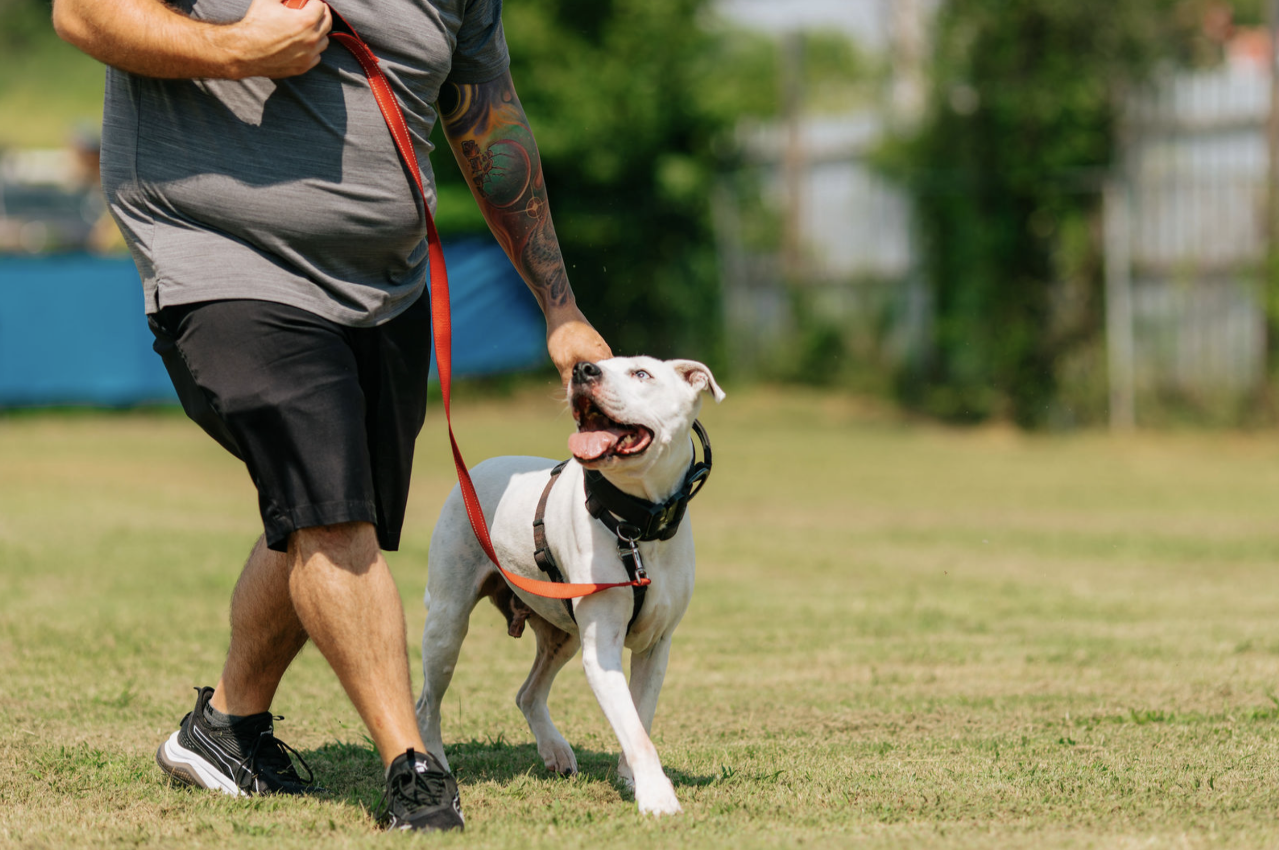 5 Things to Look for in a Great Puppy Training Class