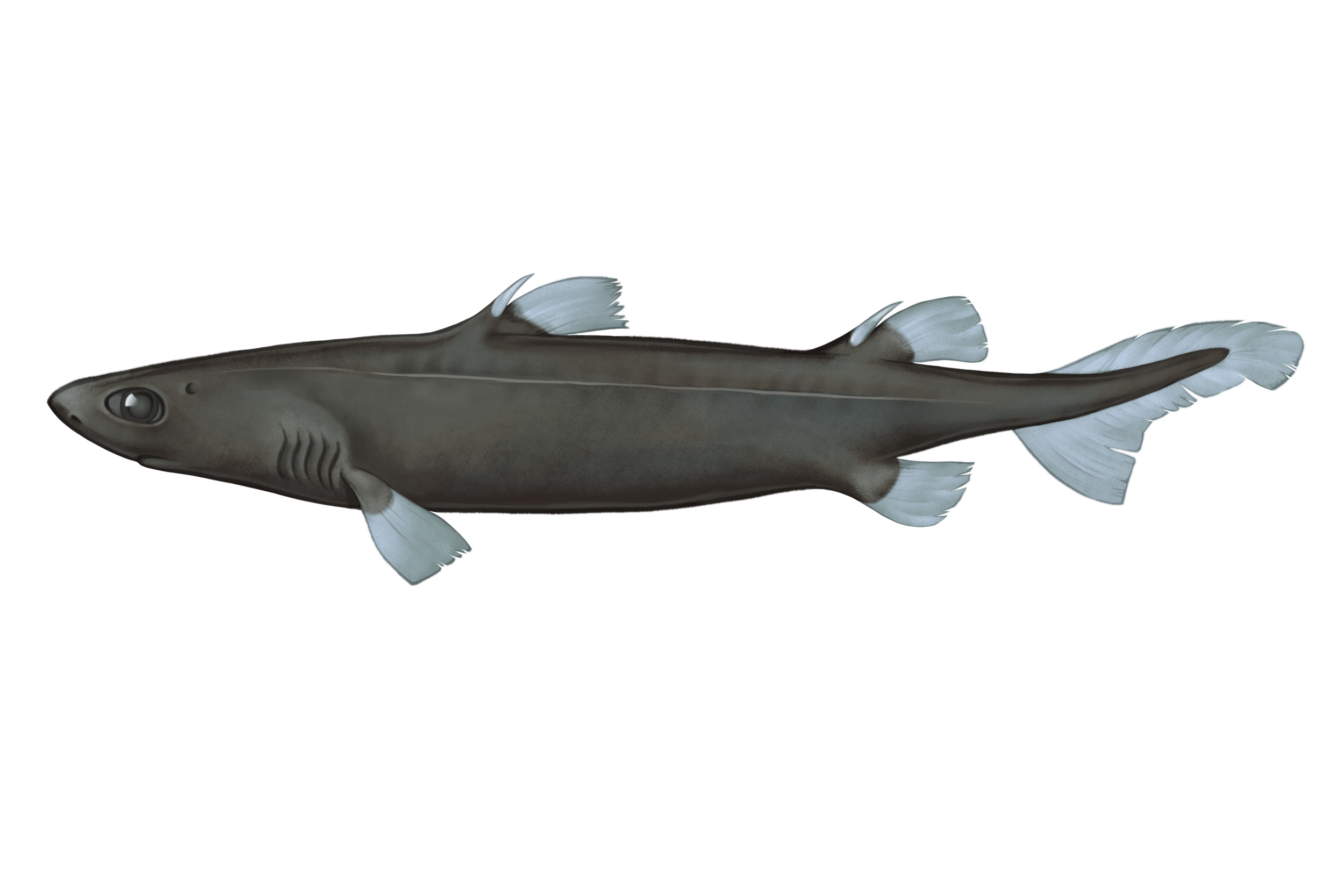 08_CentroscylliumFabricii_web_MW.png