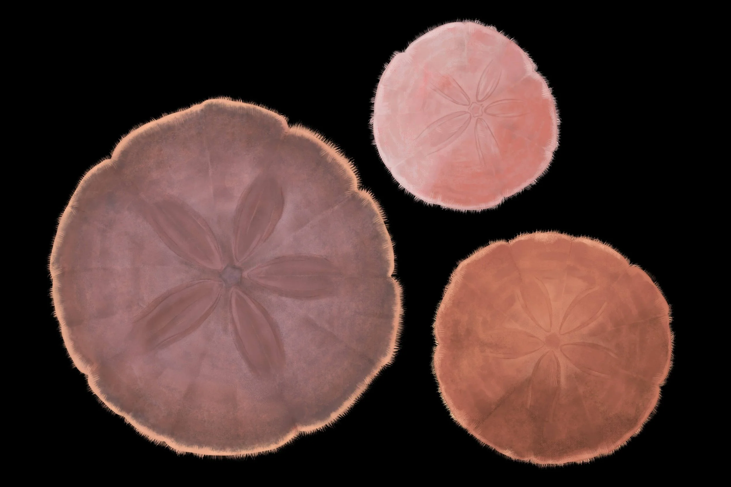 25_EchinarachniusParma_web_MW 2.jpeg