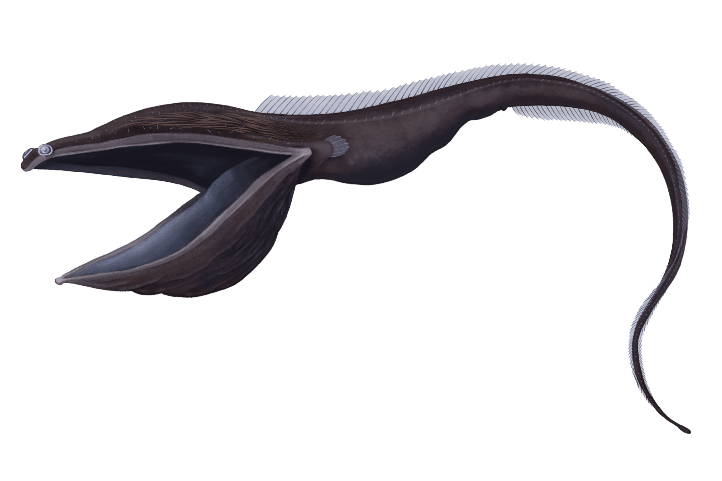 22_EurypharynxPelecanoides_web_MW.png