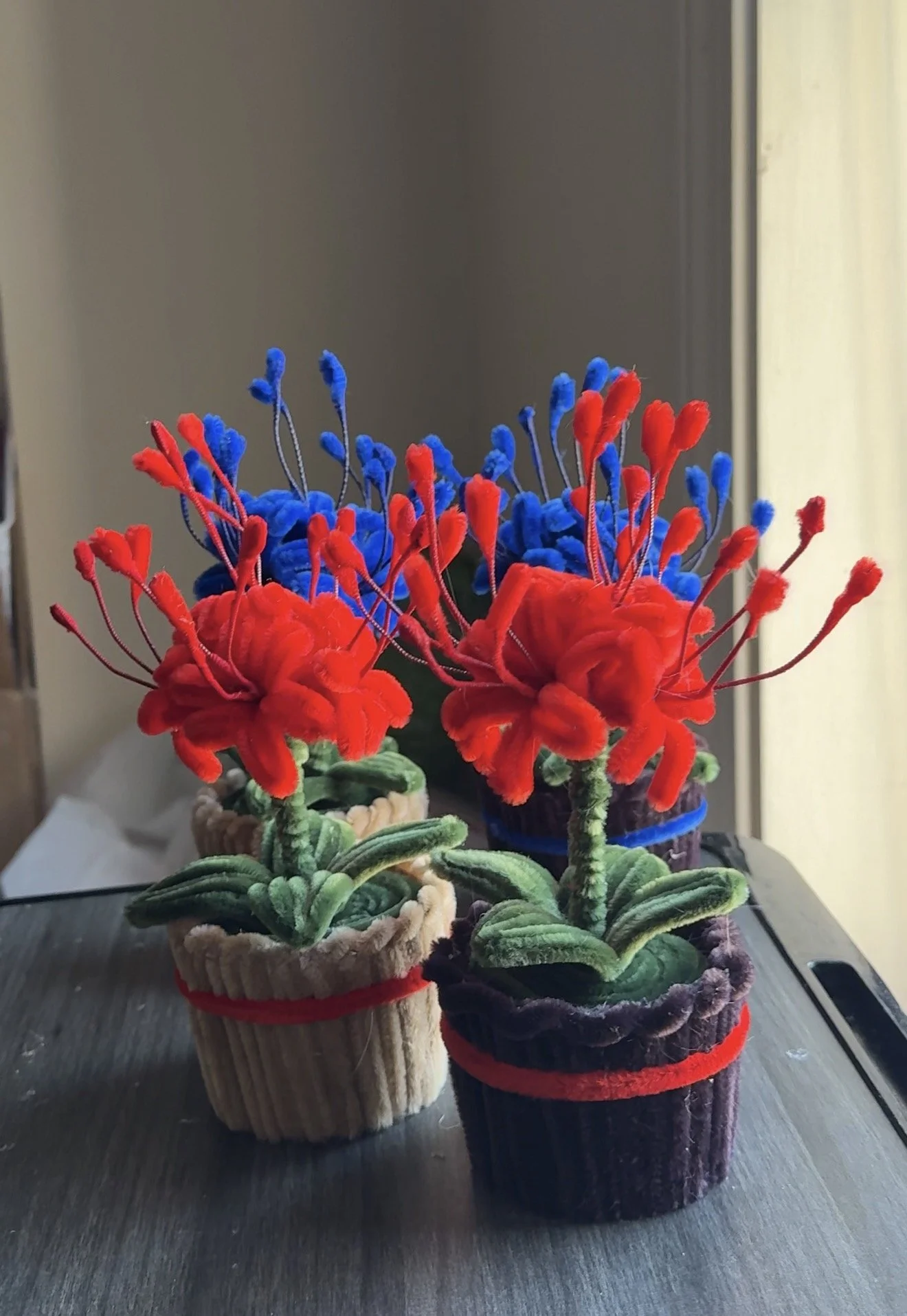 SPIDER LILY FLOWER POT