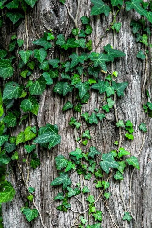 Tree bark with green ivy leaves