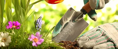 Gloved hands planting flowers in soil