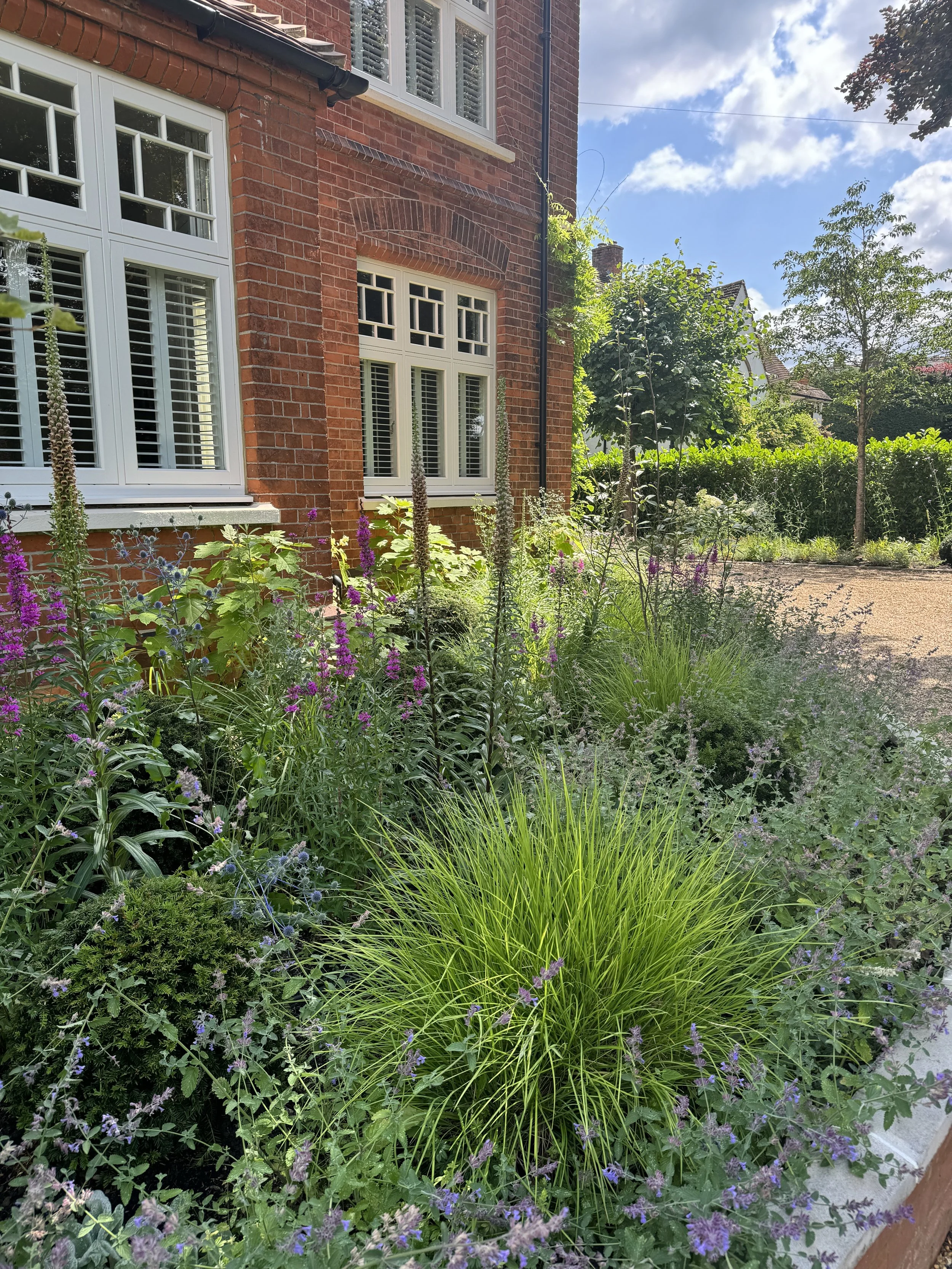 A garden with various green plants and purple flowers in front of a red brick house with white-framed windows on a sunny day.