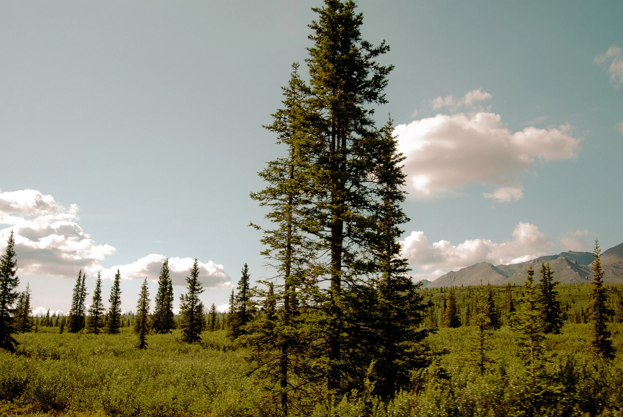 Denali-8.jpg
