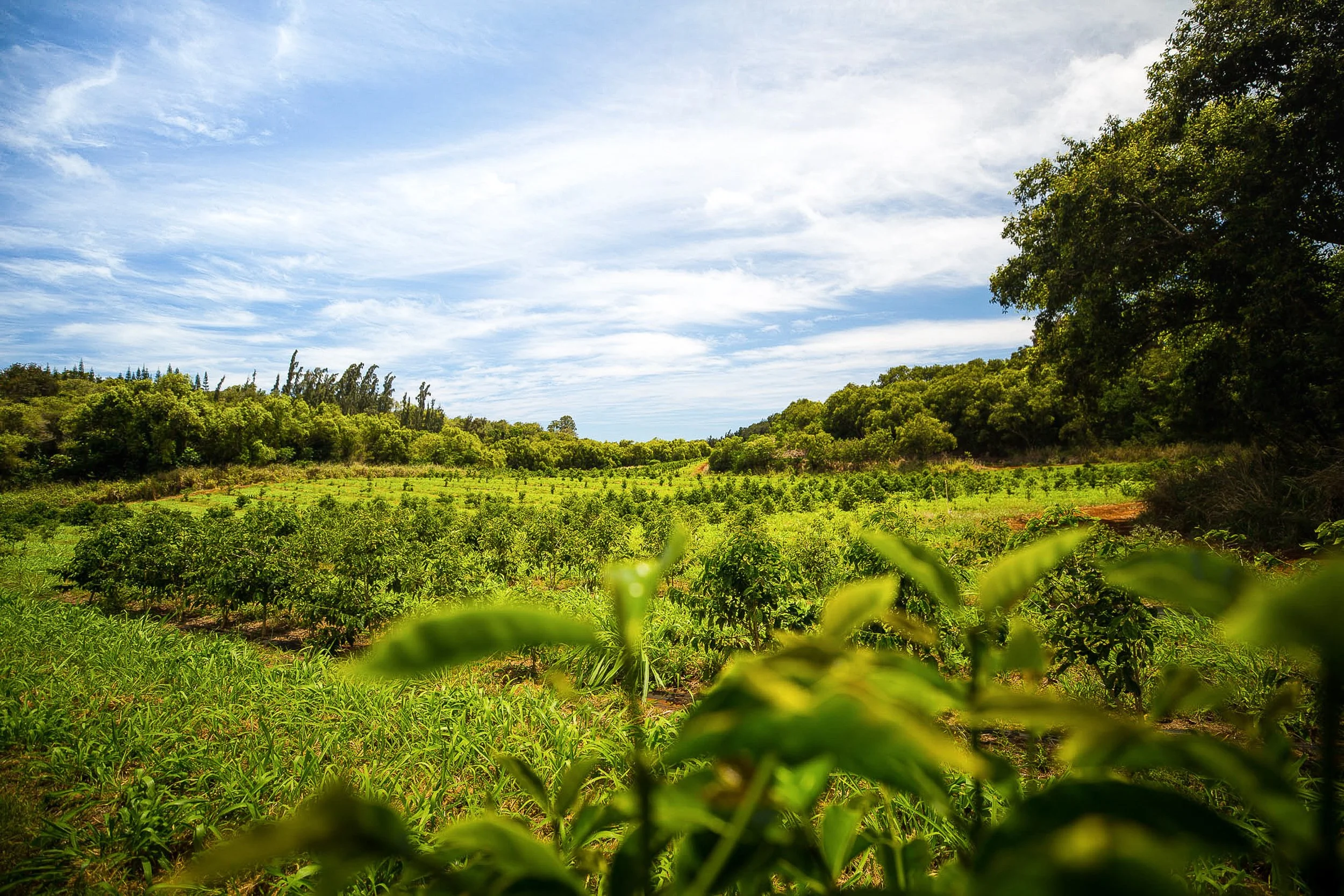 BZ_KCC_Estate_2019-0518.jpg