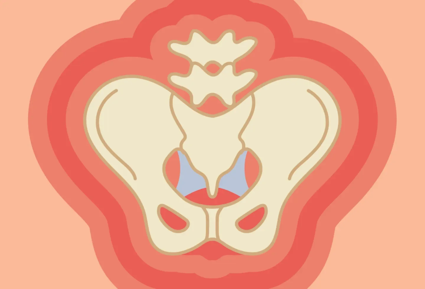 A cross-sectional illustration of a human pelvis and lower spine, showing bones and surrounding tissues.