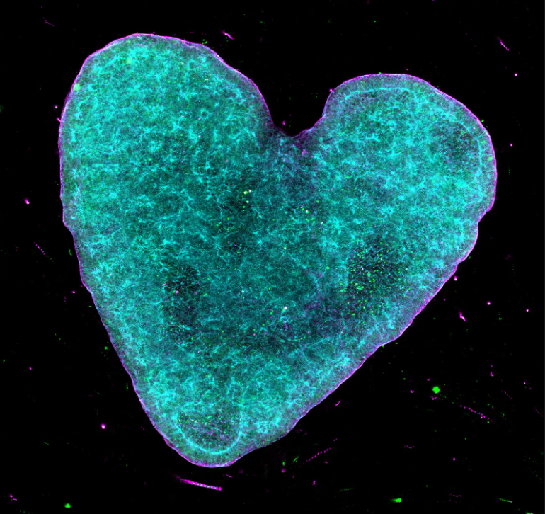 Bankende hjerteorganoider