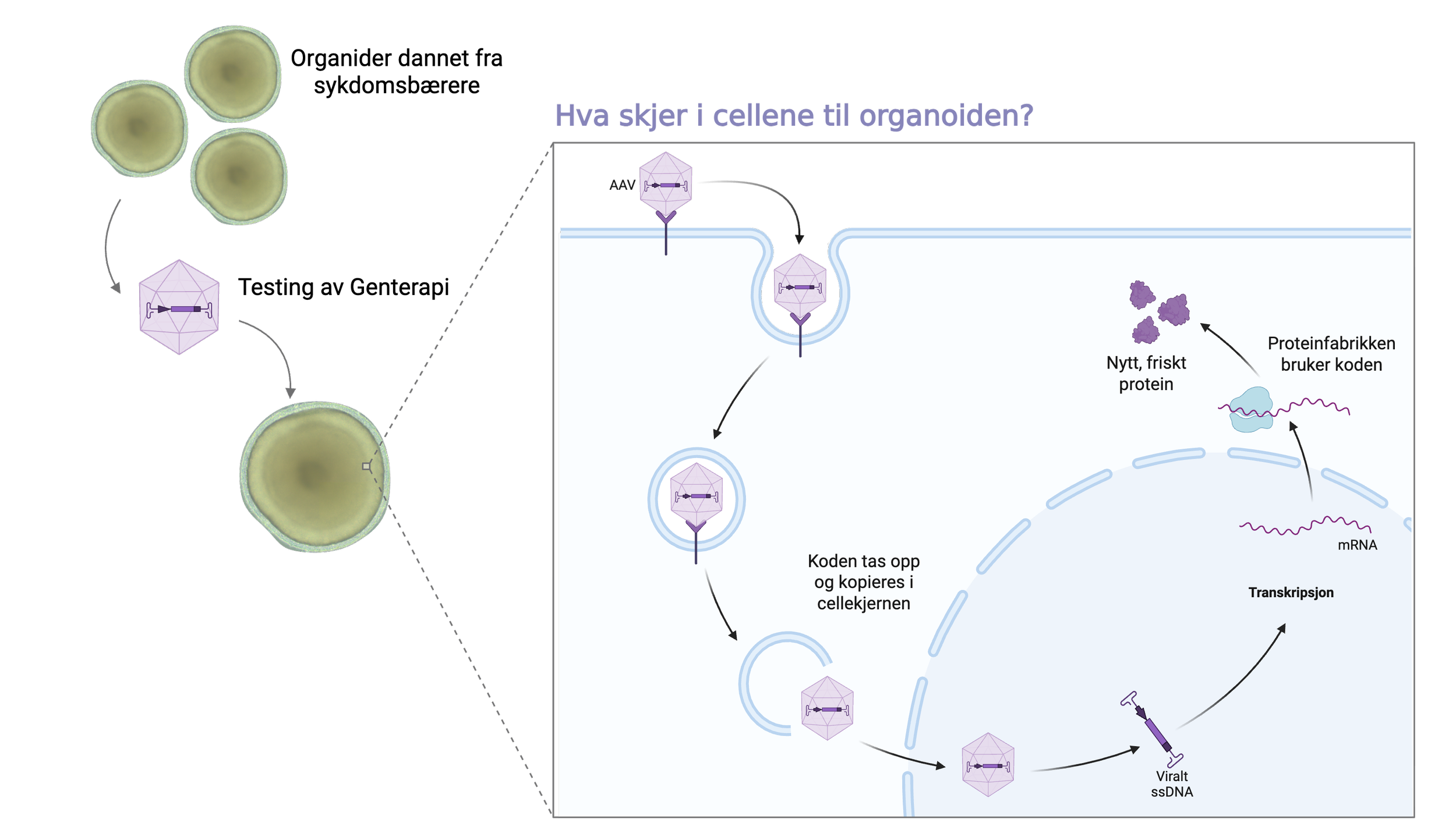Illustrasjon av hvordan genterapi testes i organoider laget fra pasientceller. Et virus frakter genetisk informasjon inn i cellene, som deretter produserer nytt og friskt protein.