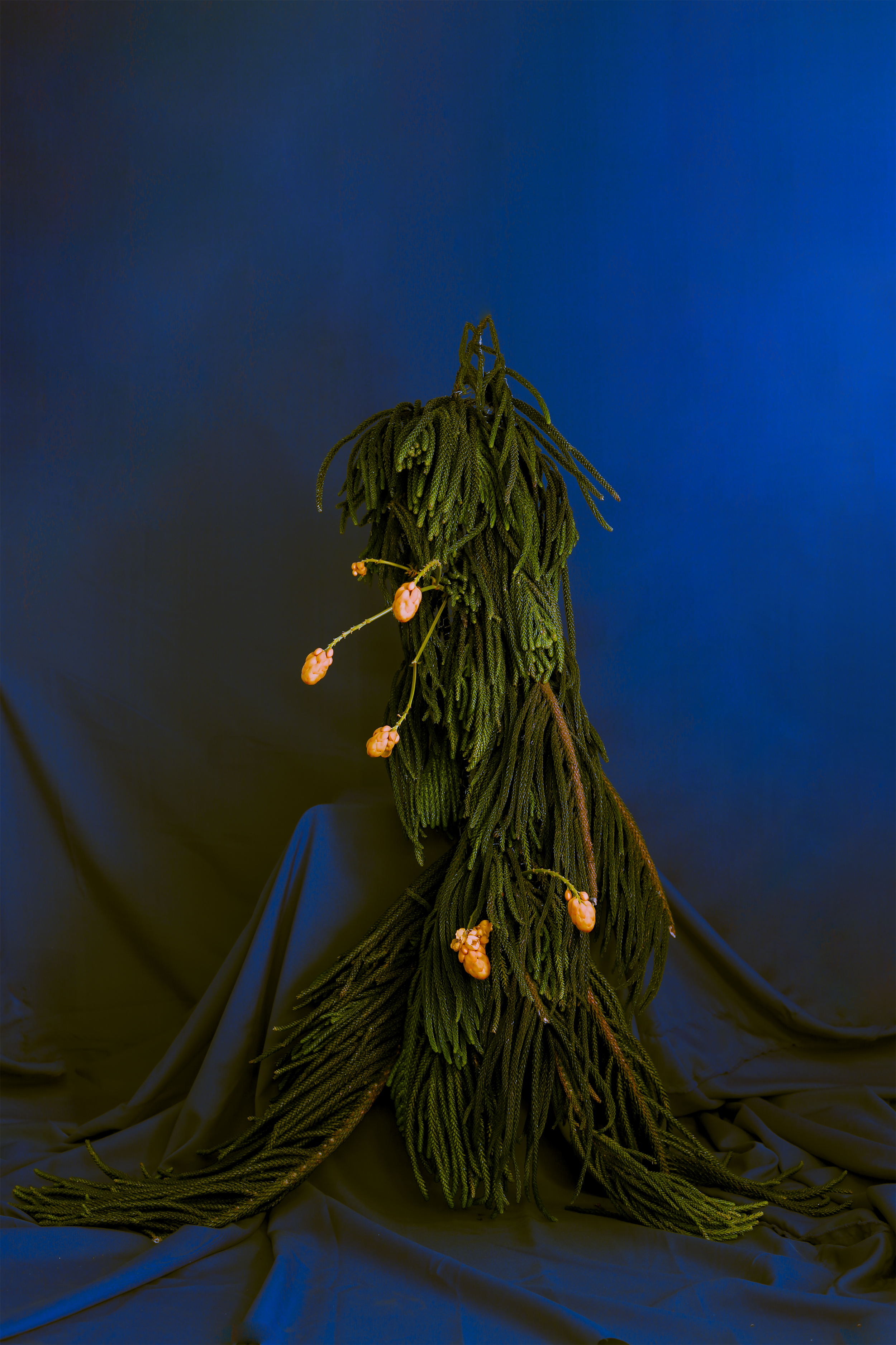 Instalación Floral Invierno , 2026 x Charly Brassette