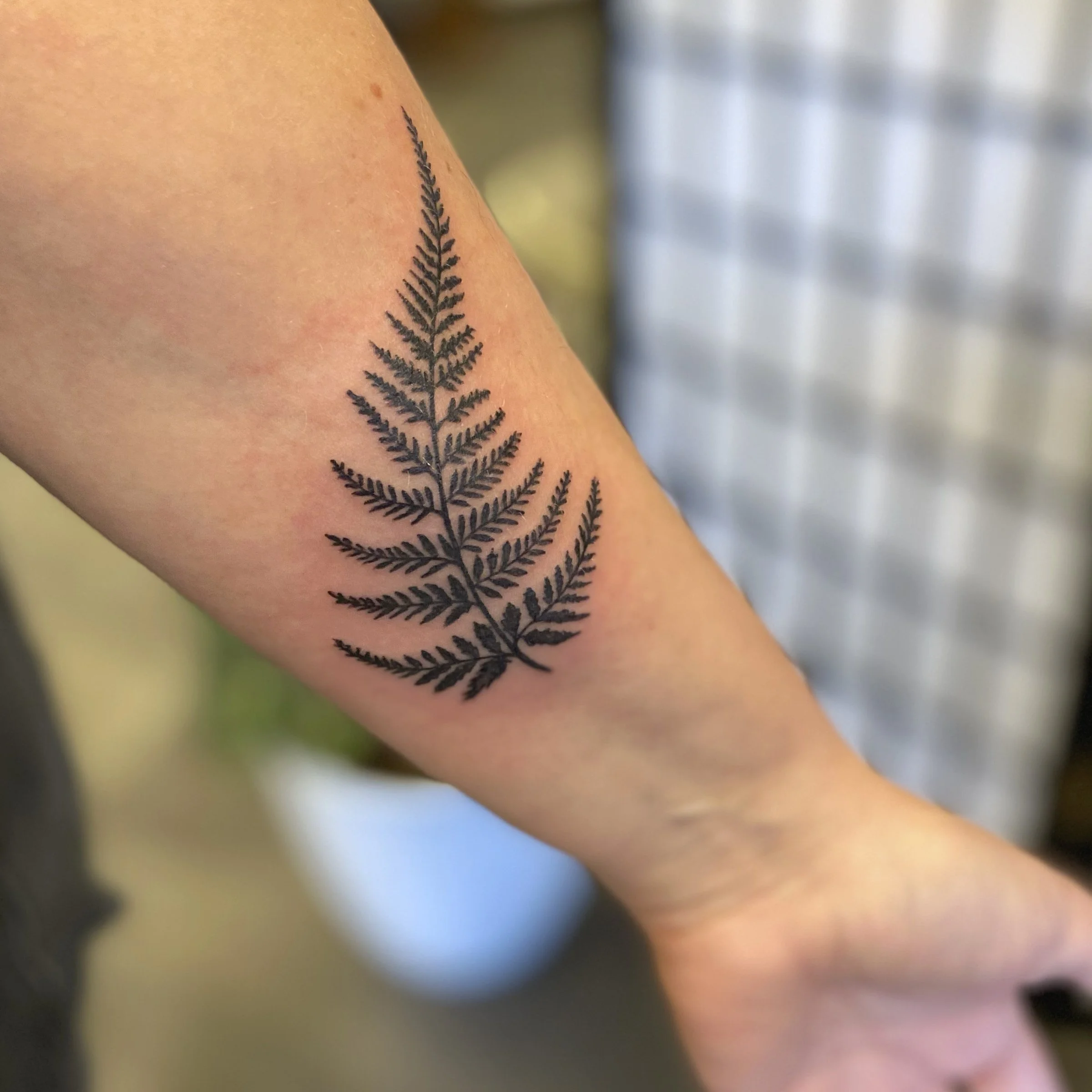 fern.jpg