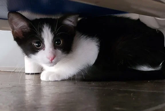 hiding_cat.jpg