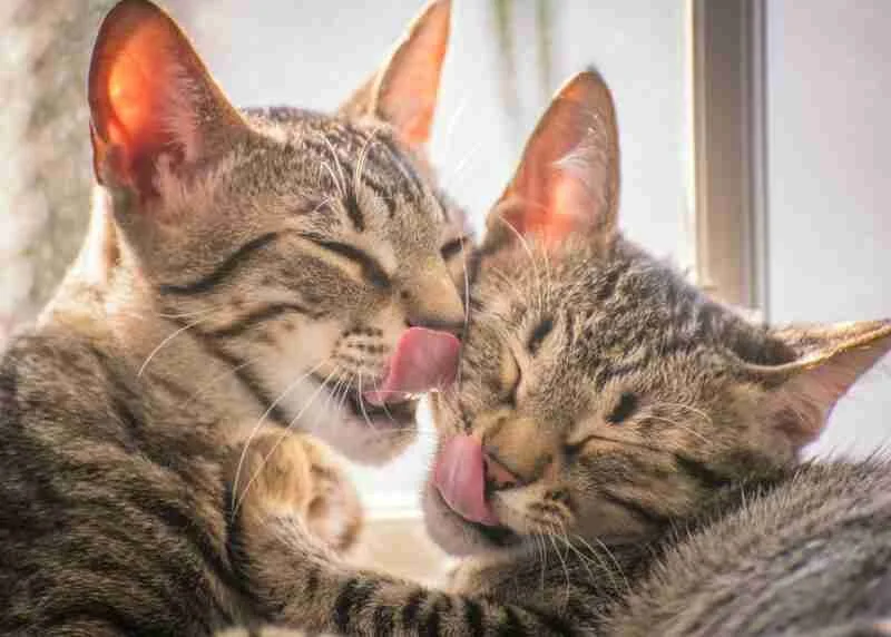 cats.jpeg