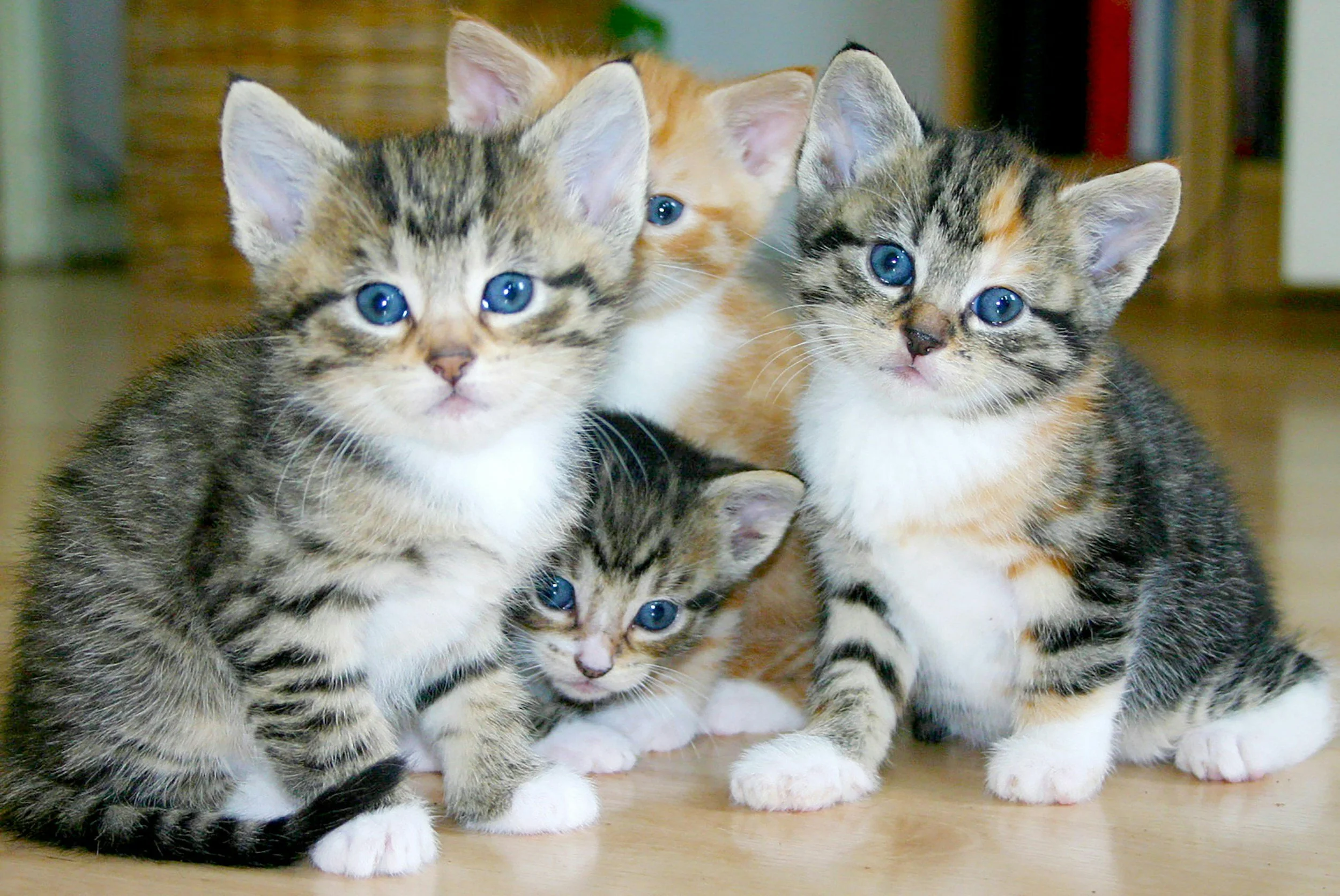 National Kitten Day