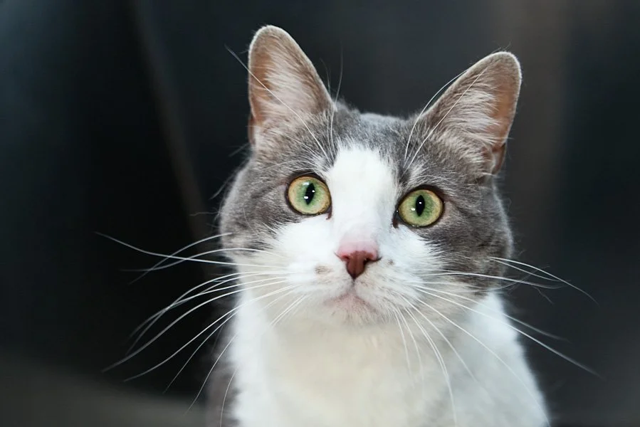 International Cat Day