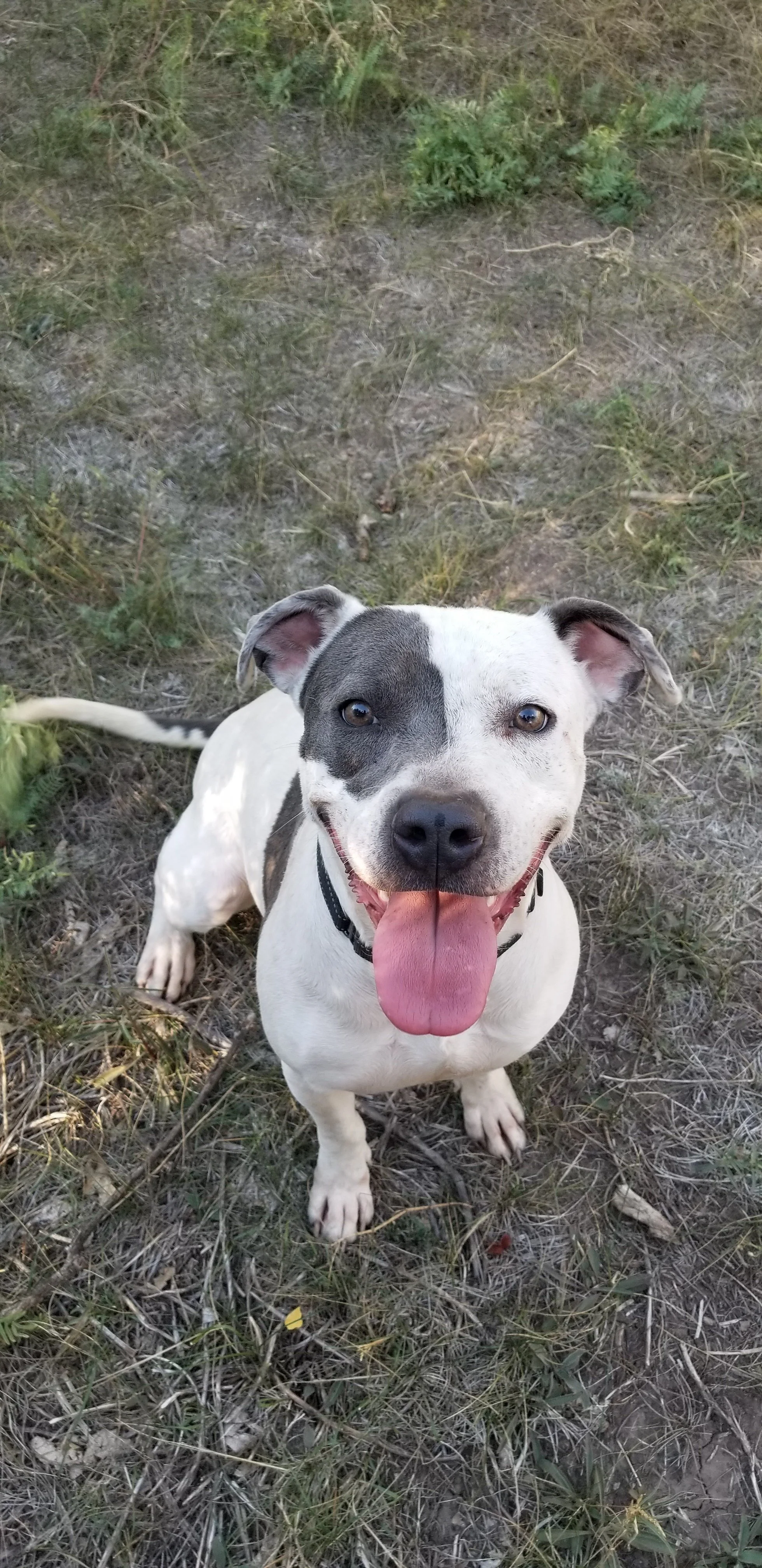 Ridgway State Park Adoption Event