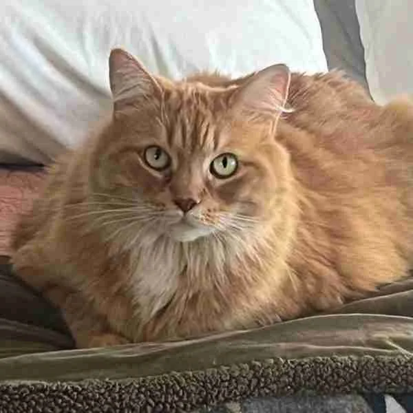 Goldie2-600x600.jpeg