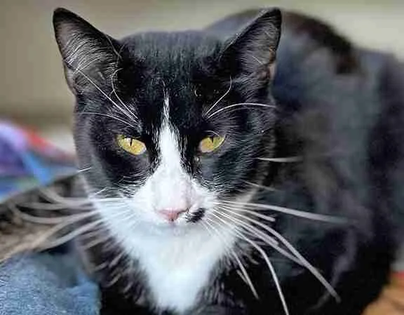 Adopt a Less-Adoptable Pet Week