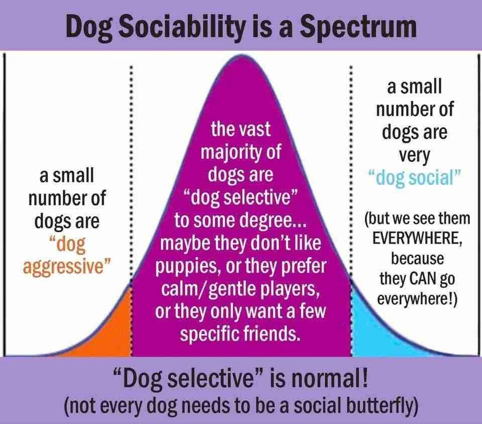 social-dogs-e1677520713226.jpeg