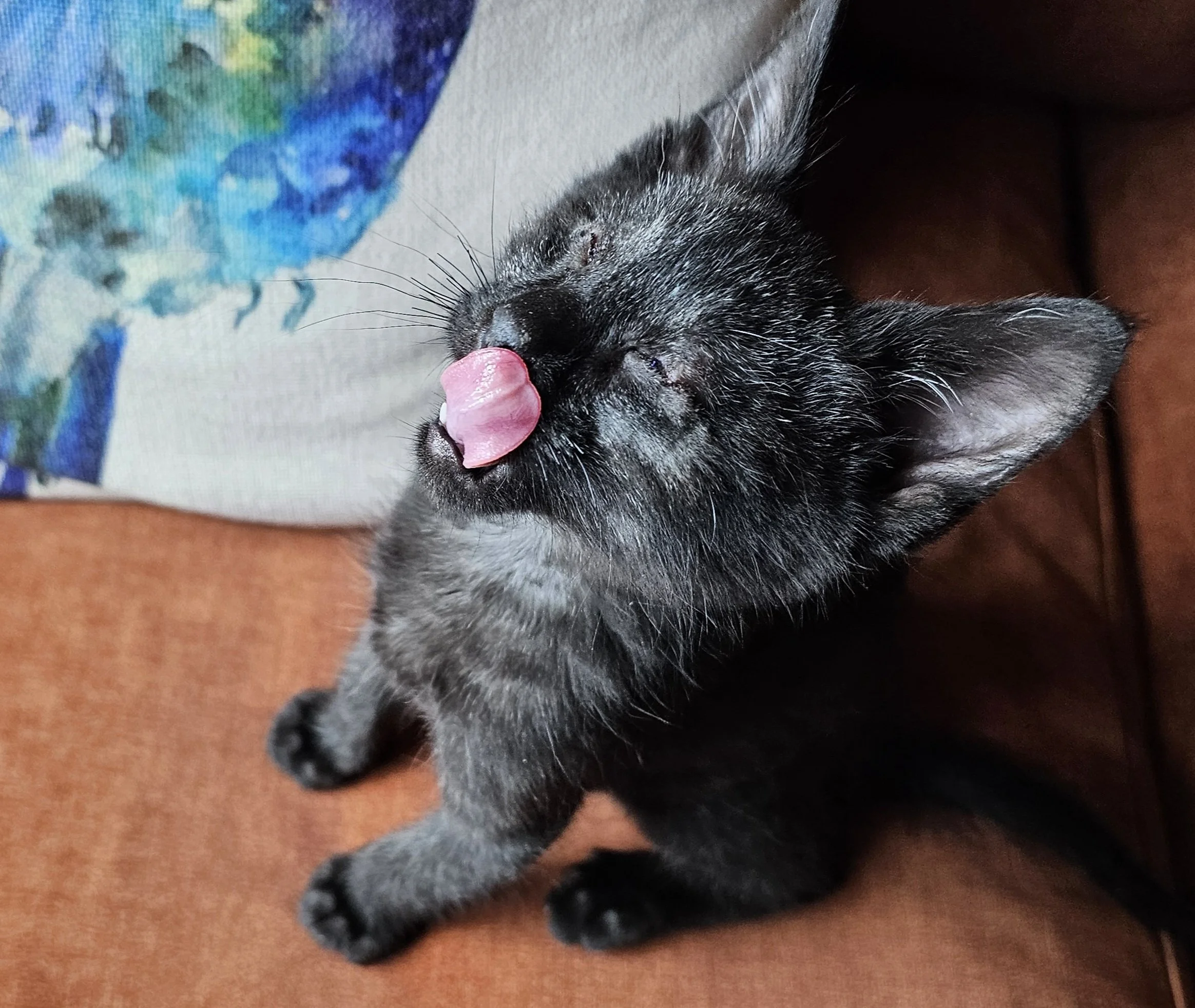 Ray: Special blind kitten!