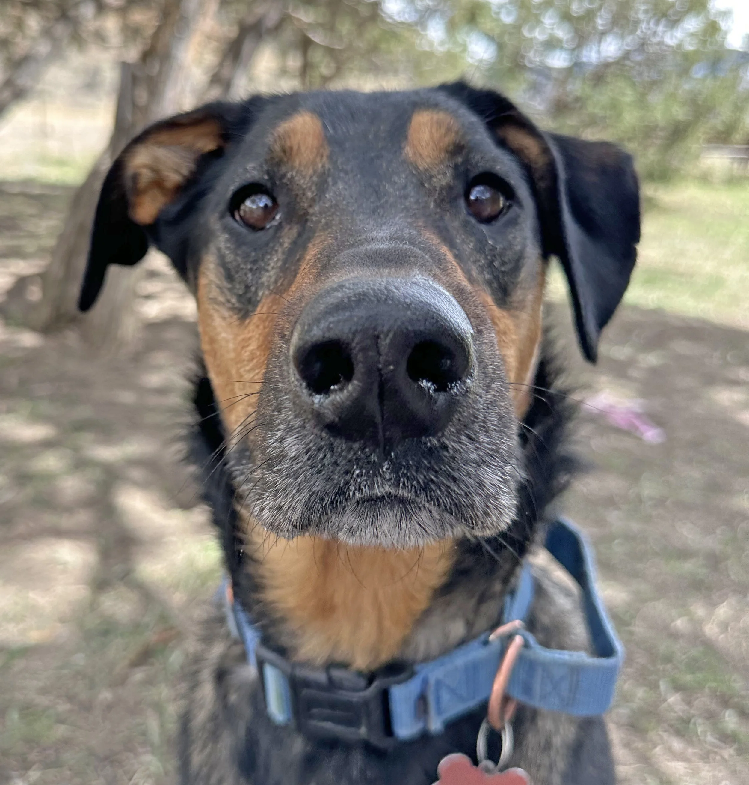 Boredom Busters for Dogs