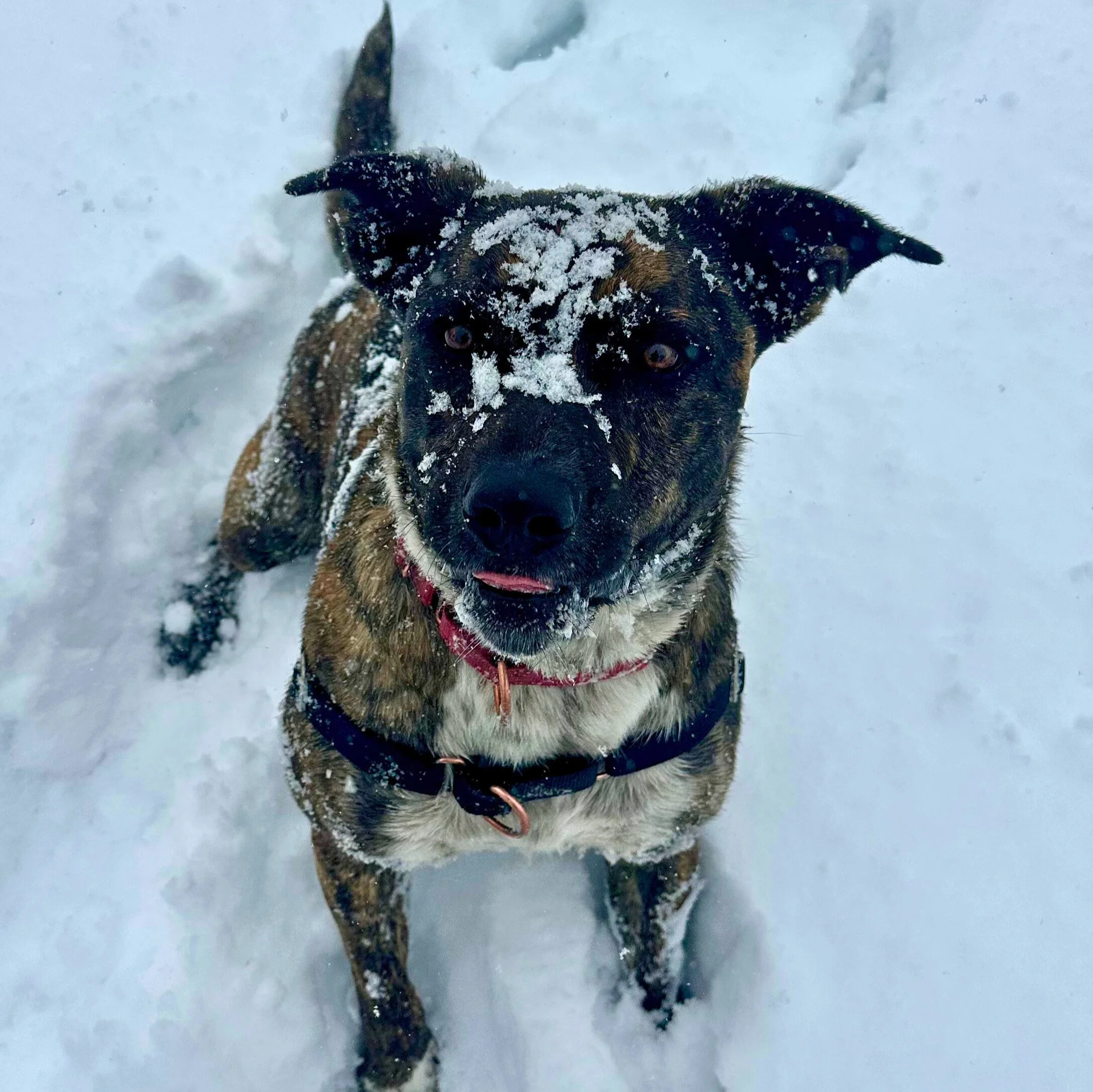 Beyond the Puppy Hype