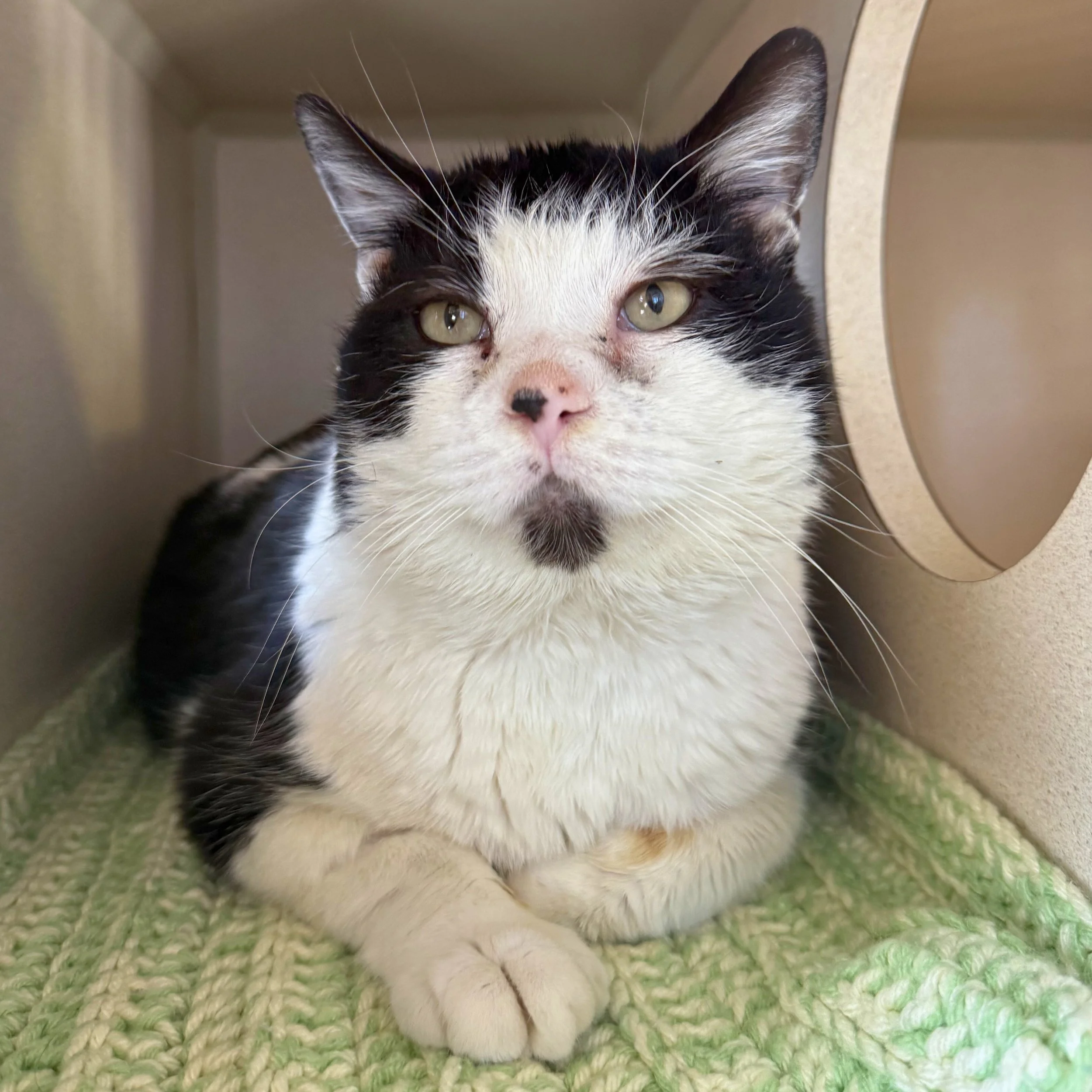 FIV: Facts, Fiction, and Fulfilling Lives