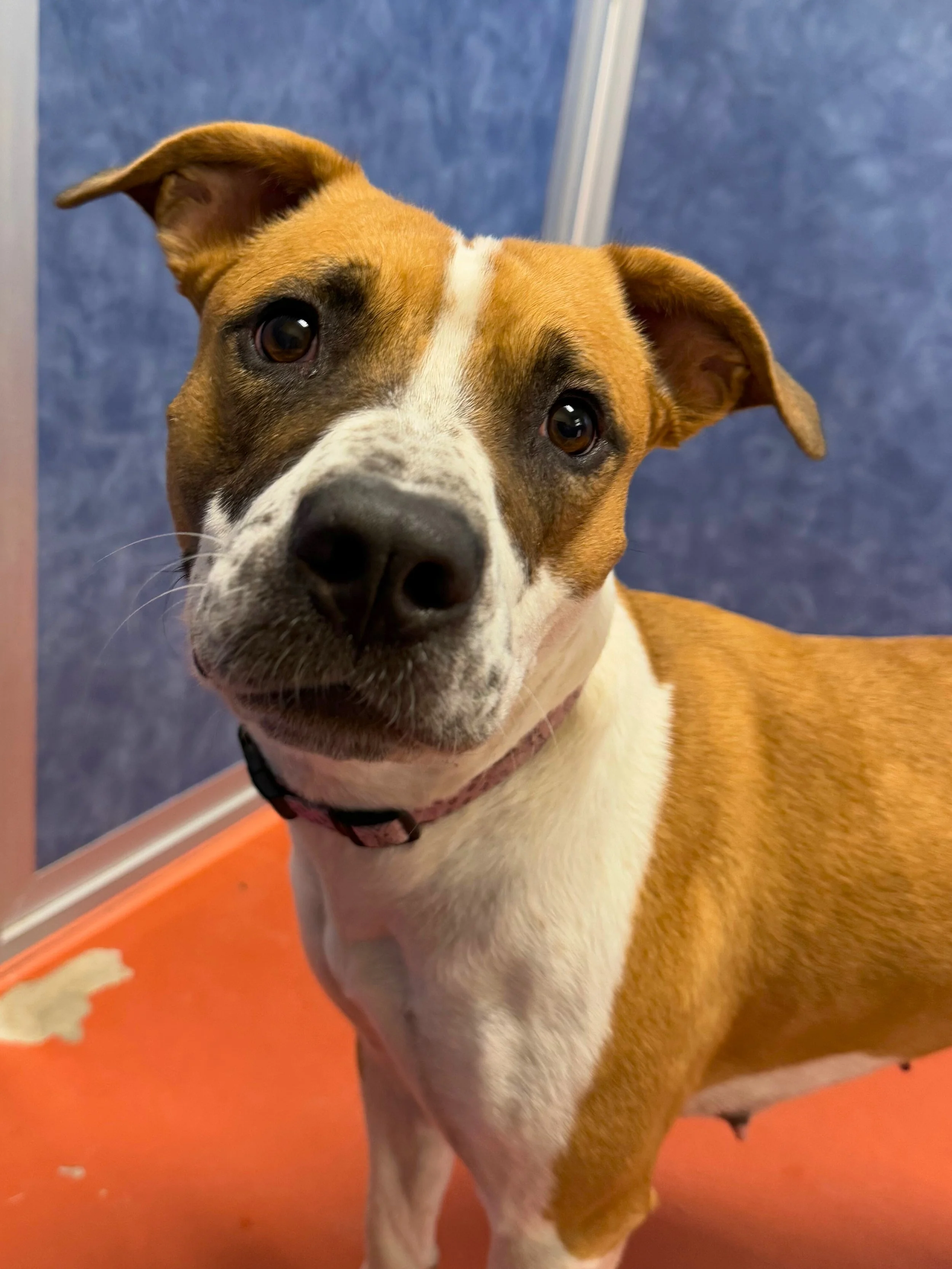 Ales for Tails at Telluride Brewing!