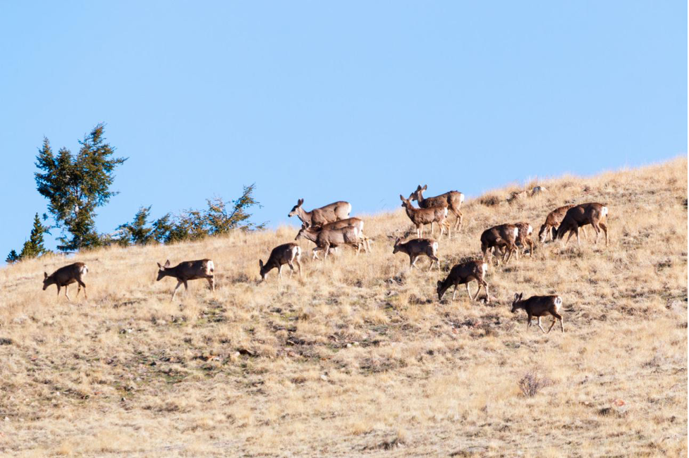 A Living Landscape: Wildlife at Angel Ranch