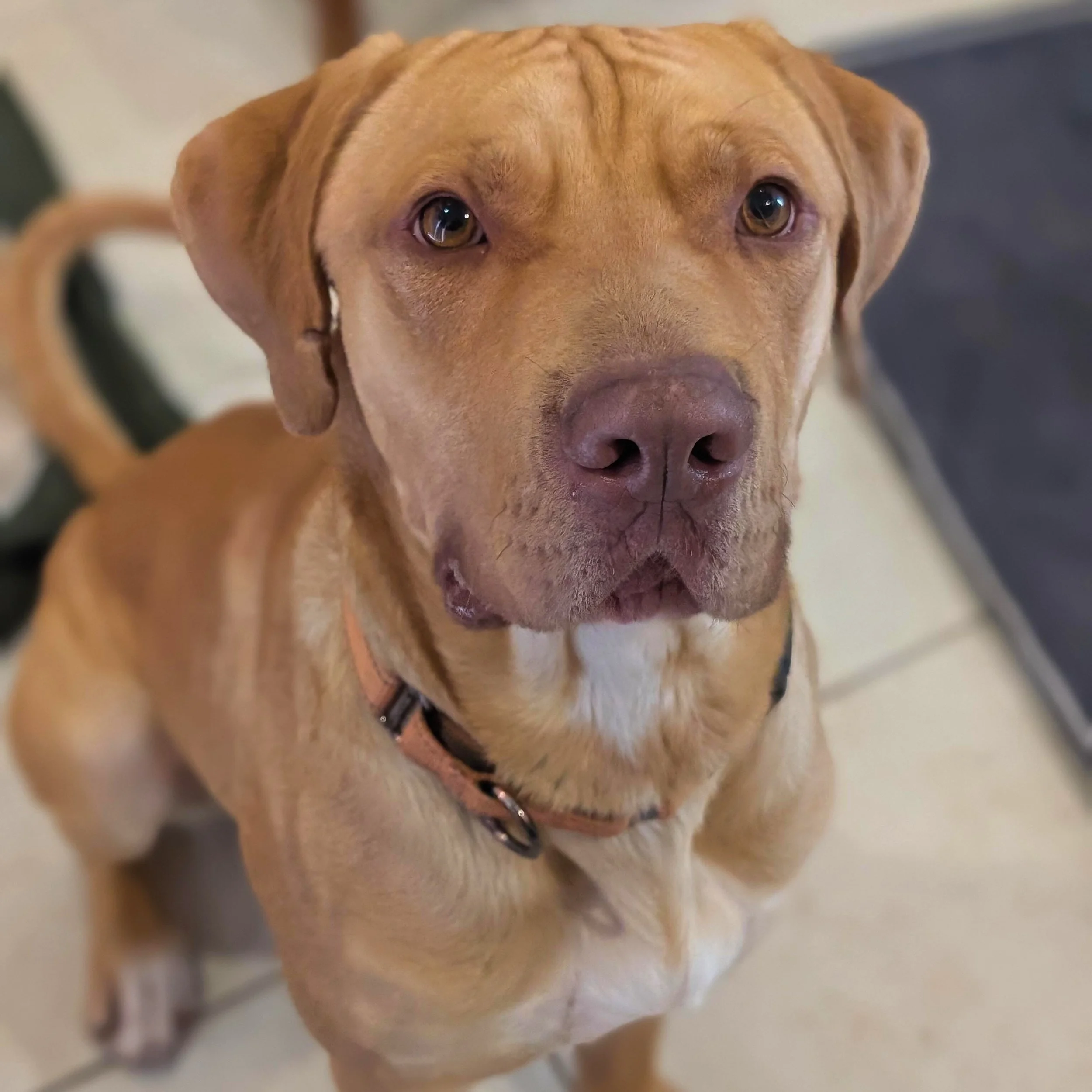 Hug Your Dog Day with ChowDown