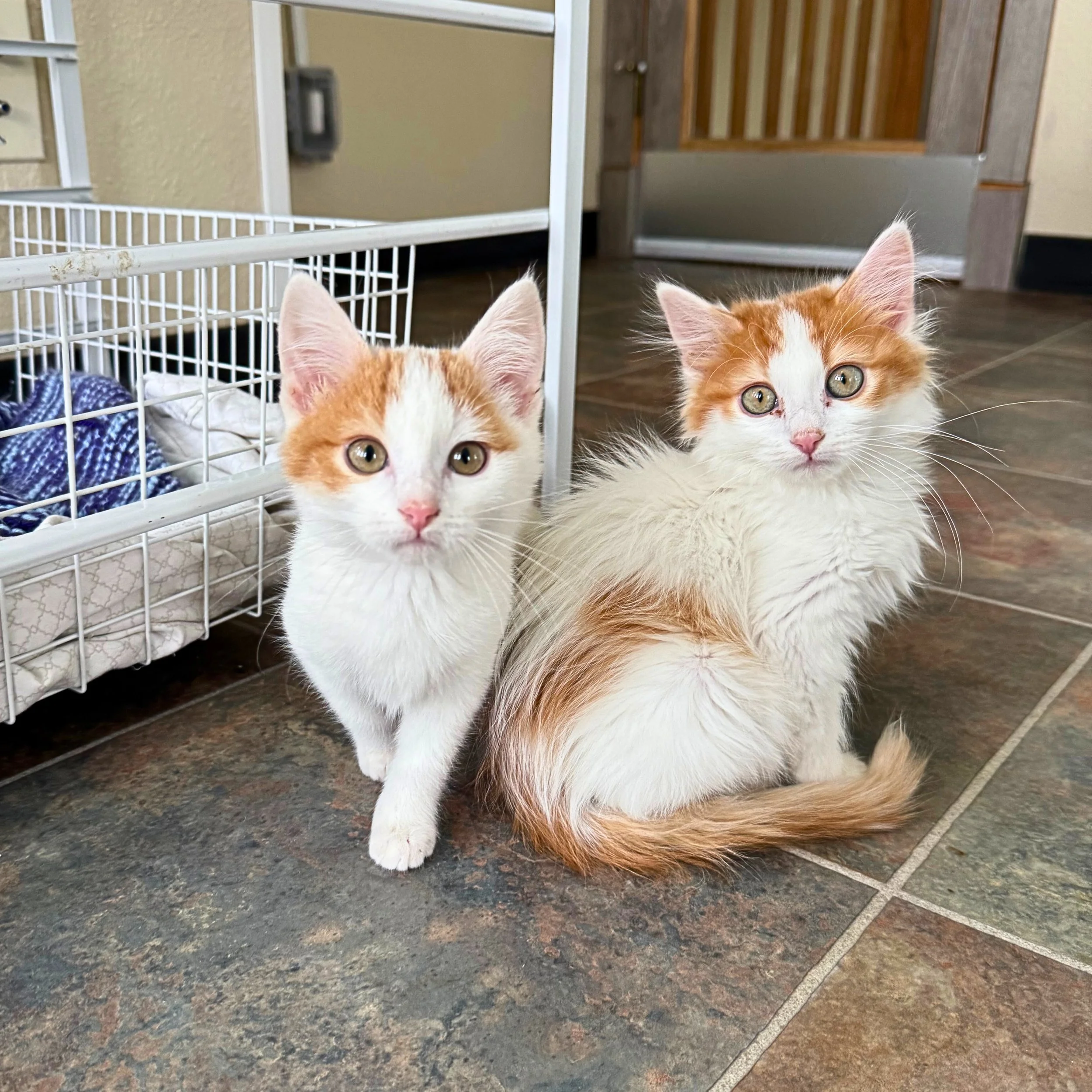 kittens.jpg