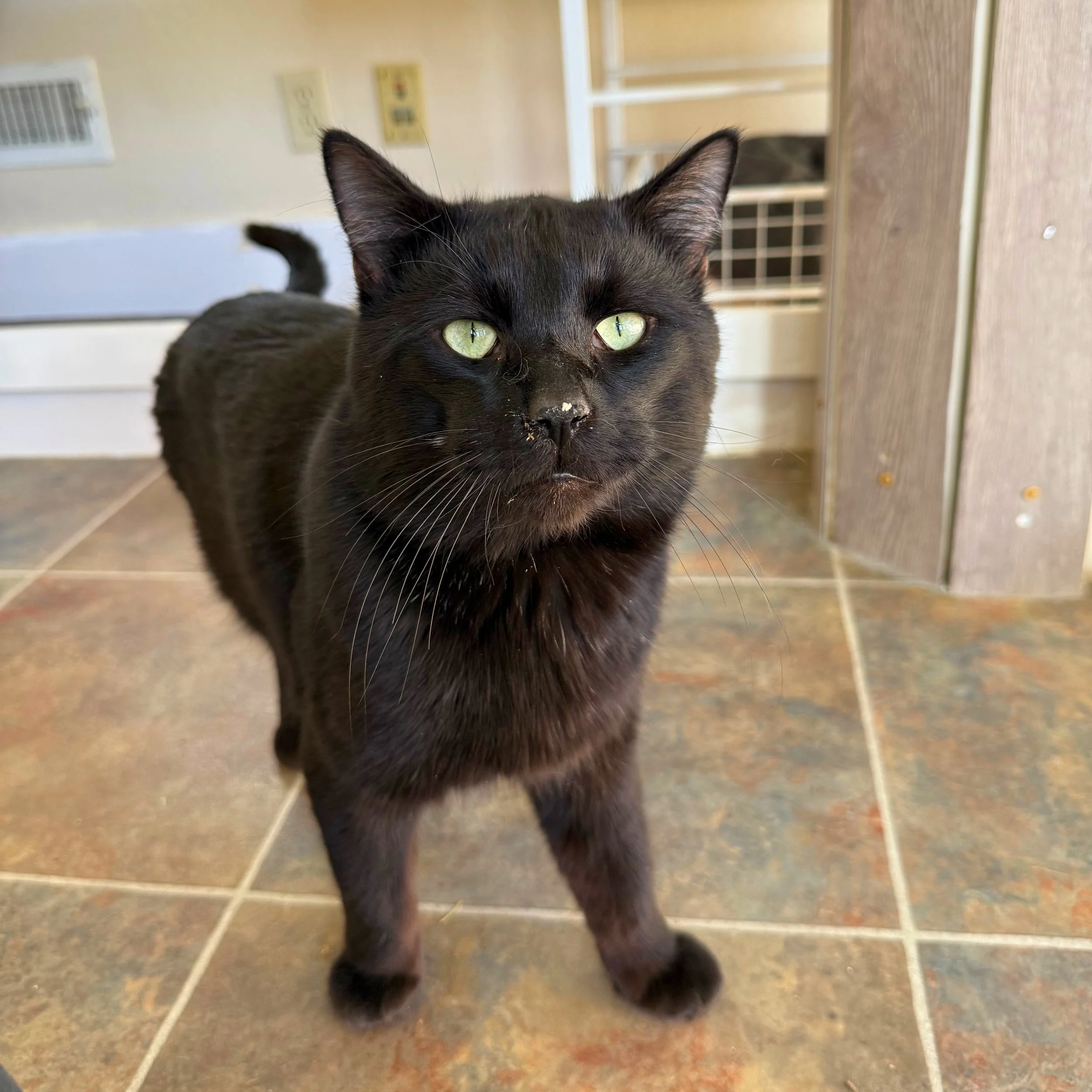 Why Do Pets Come Back?