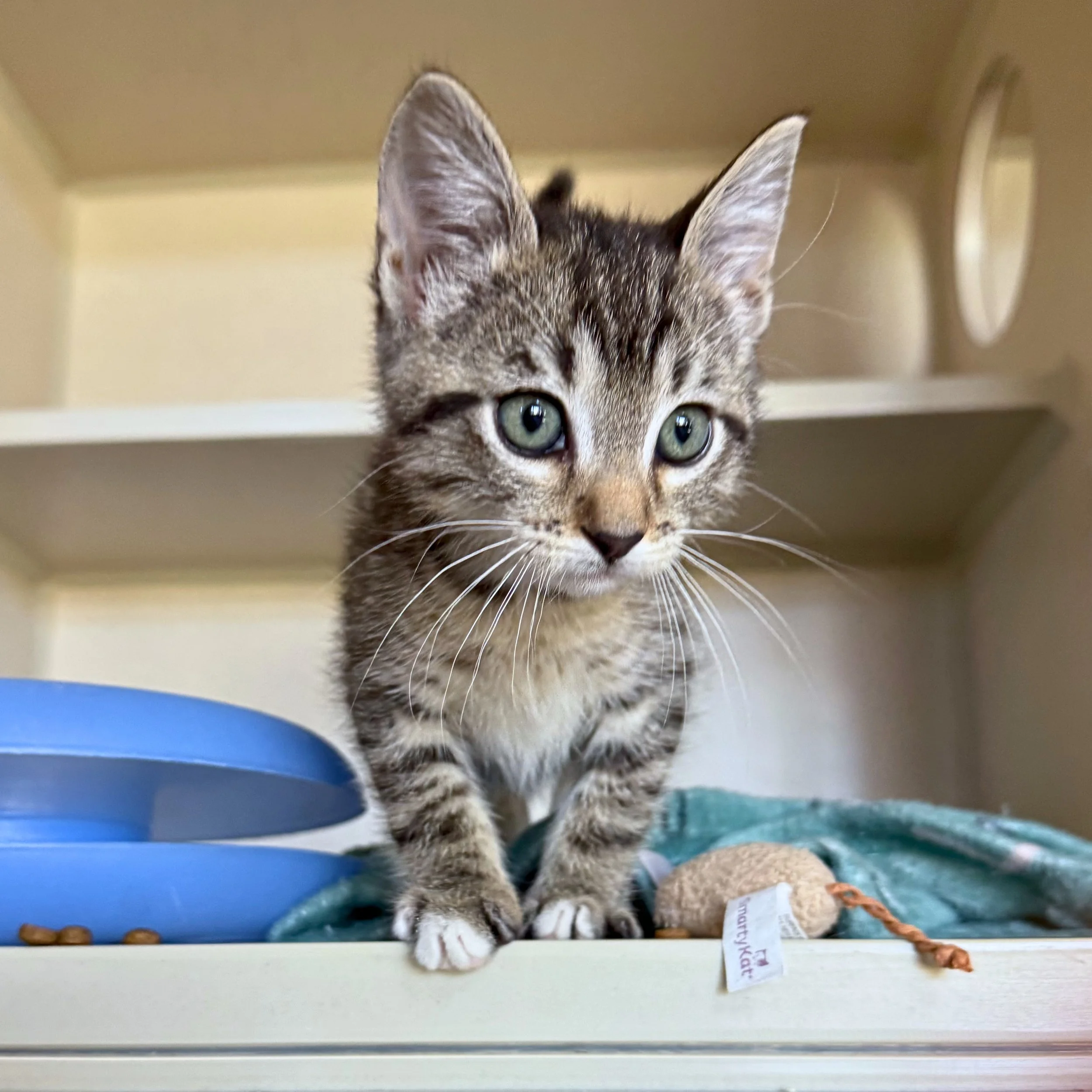 So, You’ve Found Some Kittens…