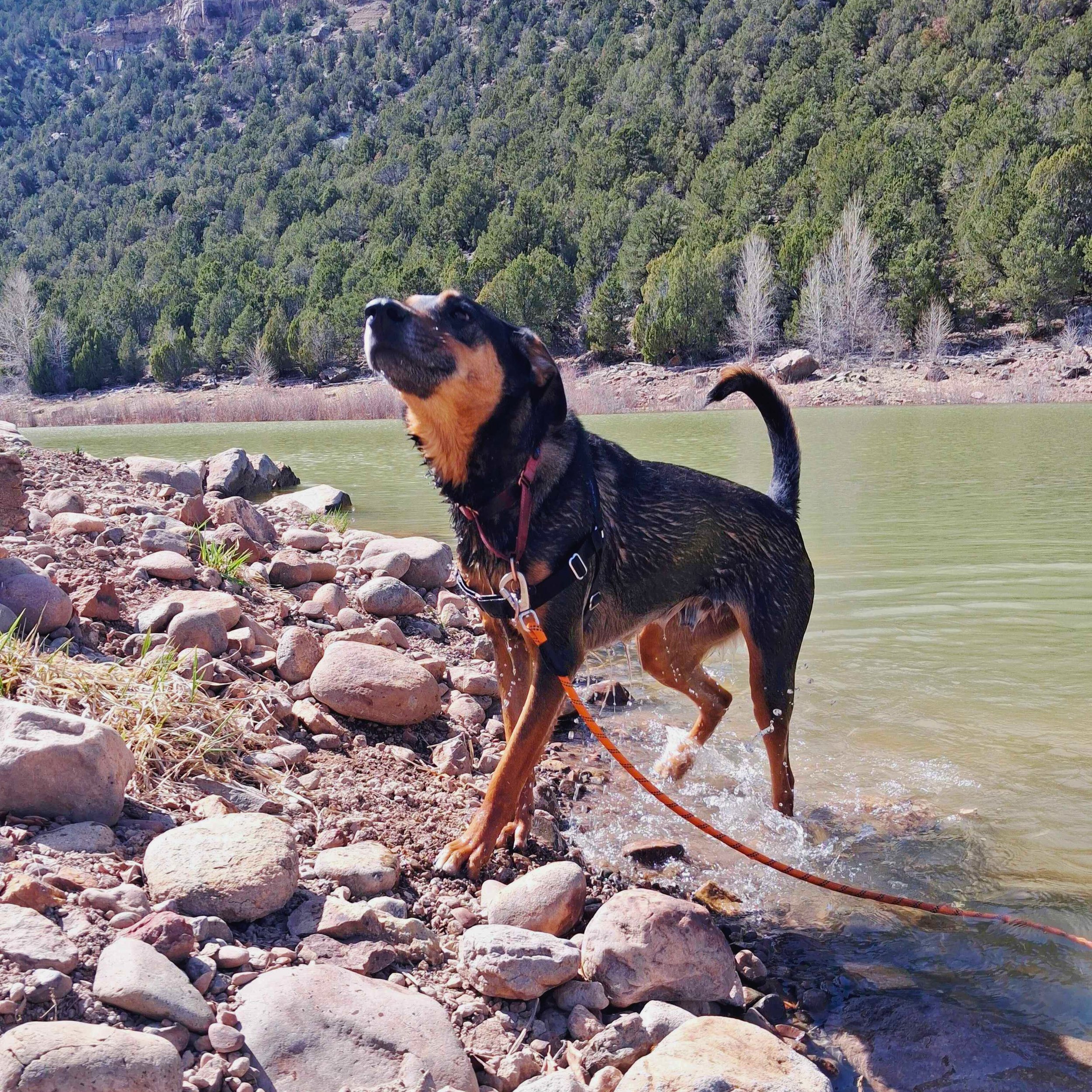 Ridgway Riverfest