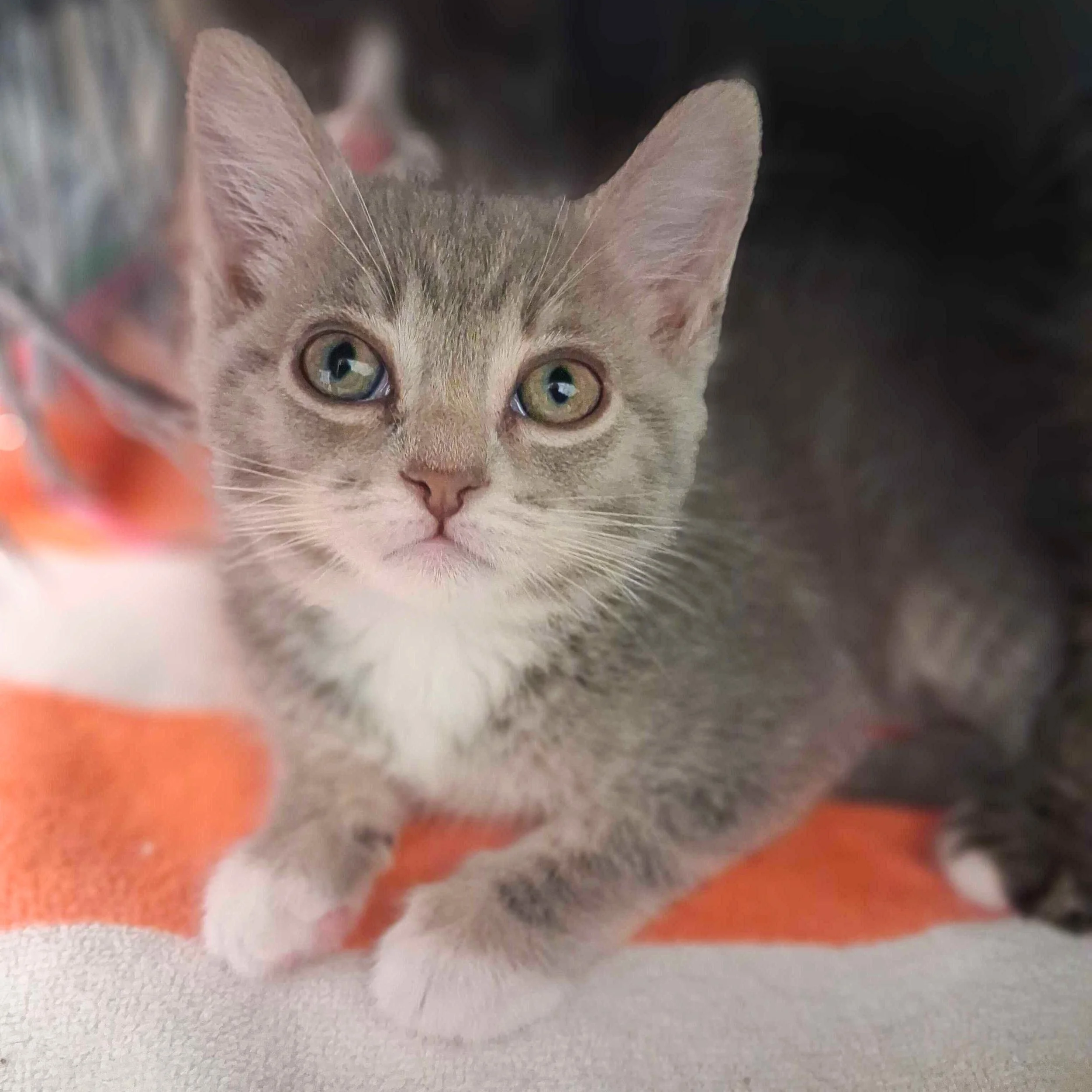 Adopt-A-Cat-Month