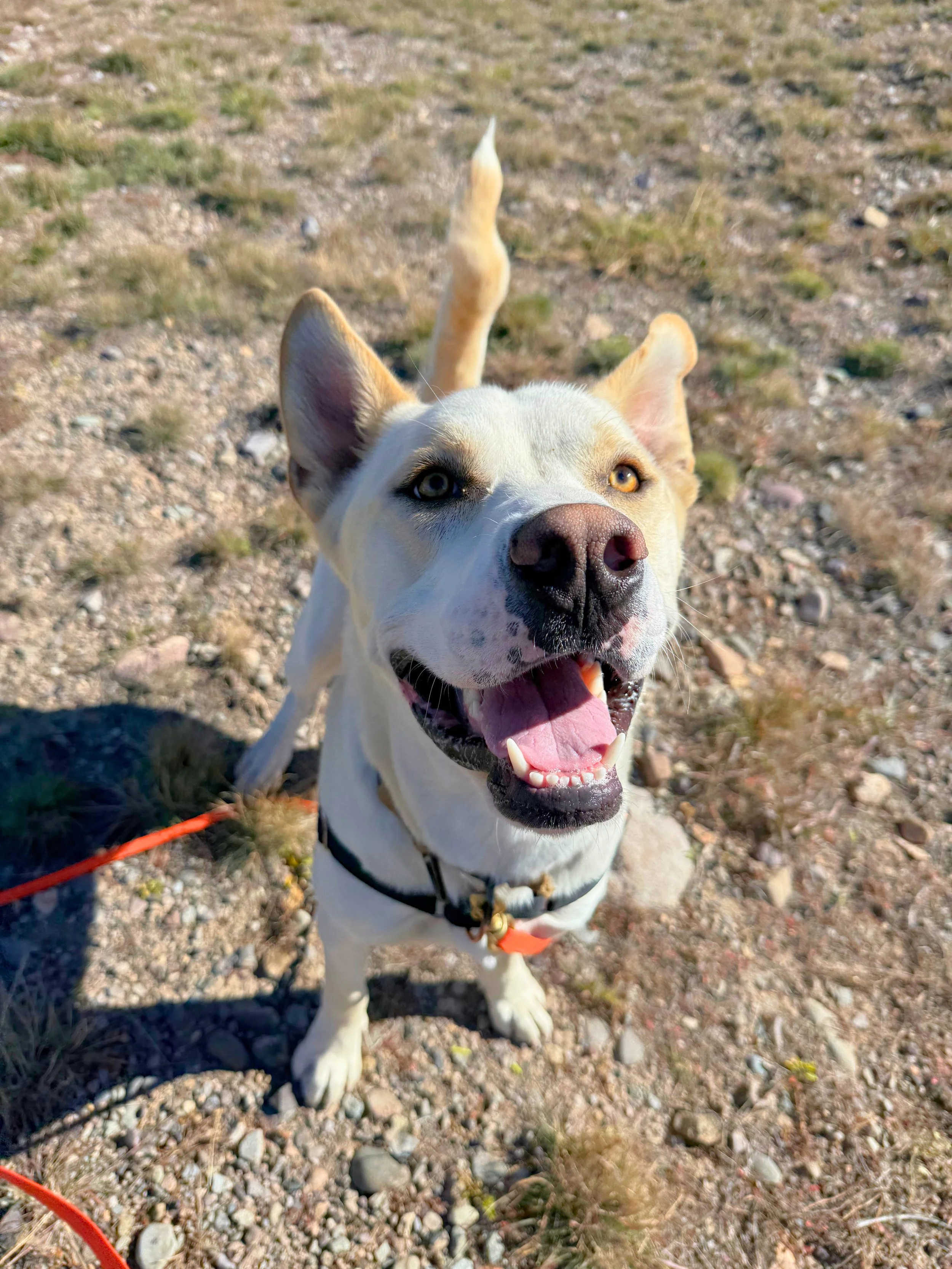 Buddy1.jpg