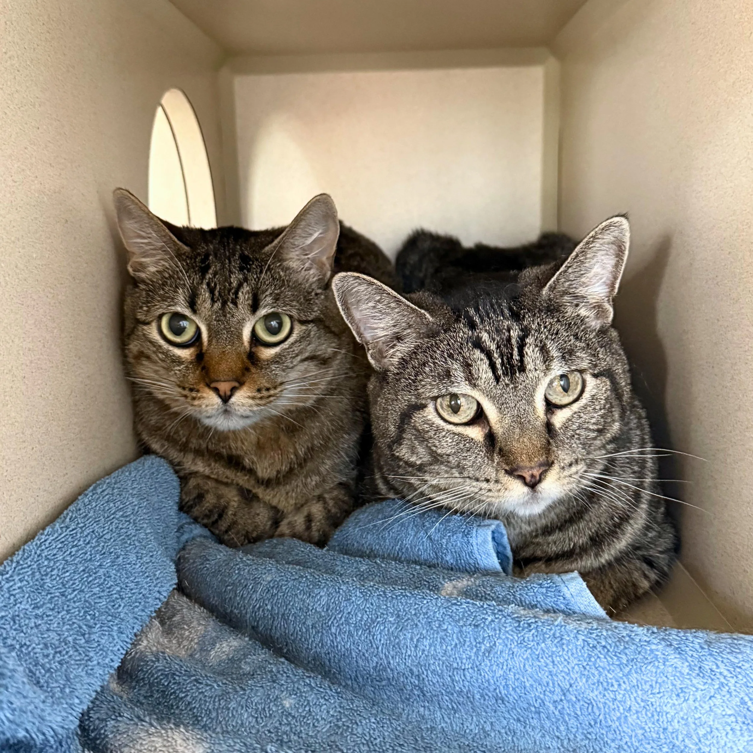 3rd Annual Cats, Clothing, and Community Celebration!