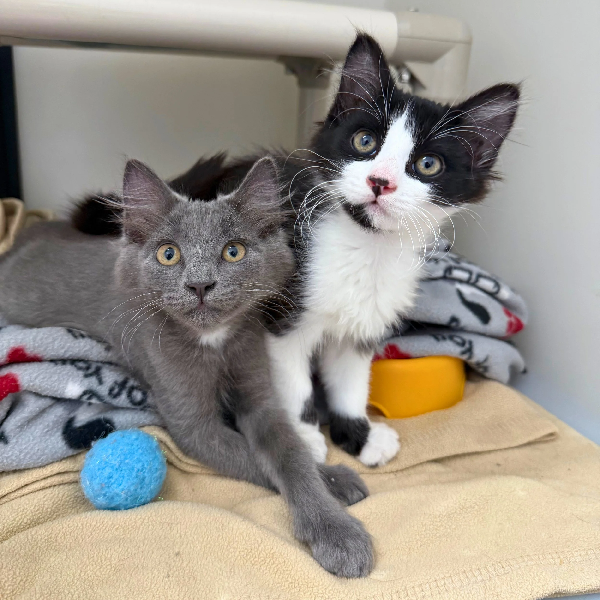 Bringing Home Barn Cats