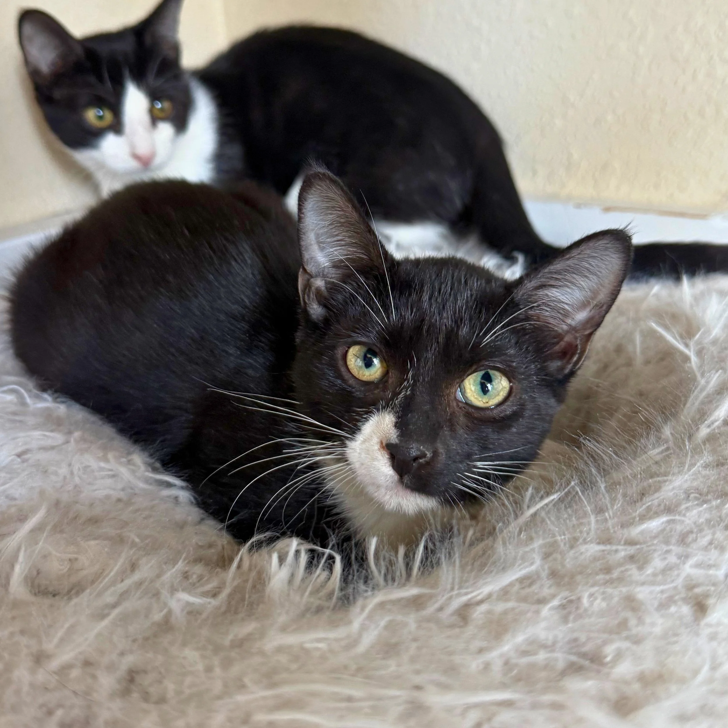 How Well Do We Know Our Pets?