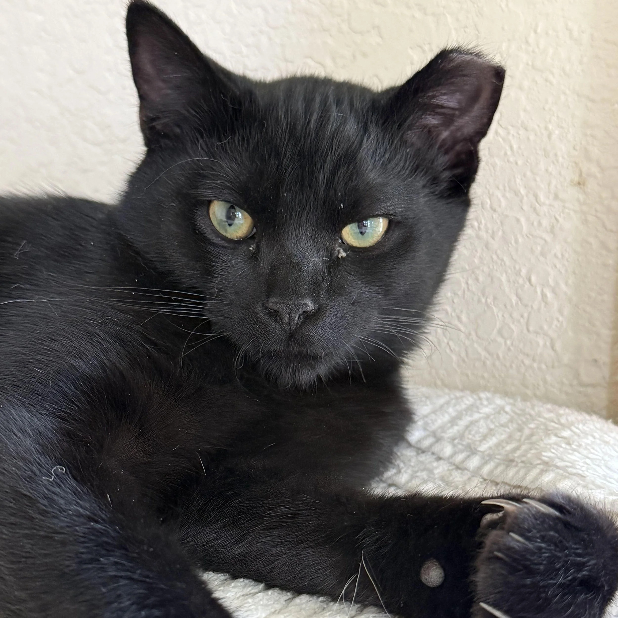 Are Black Cats Really Scary?