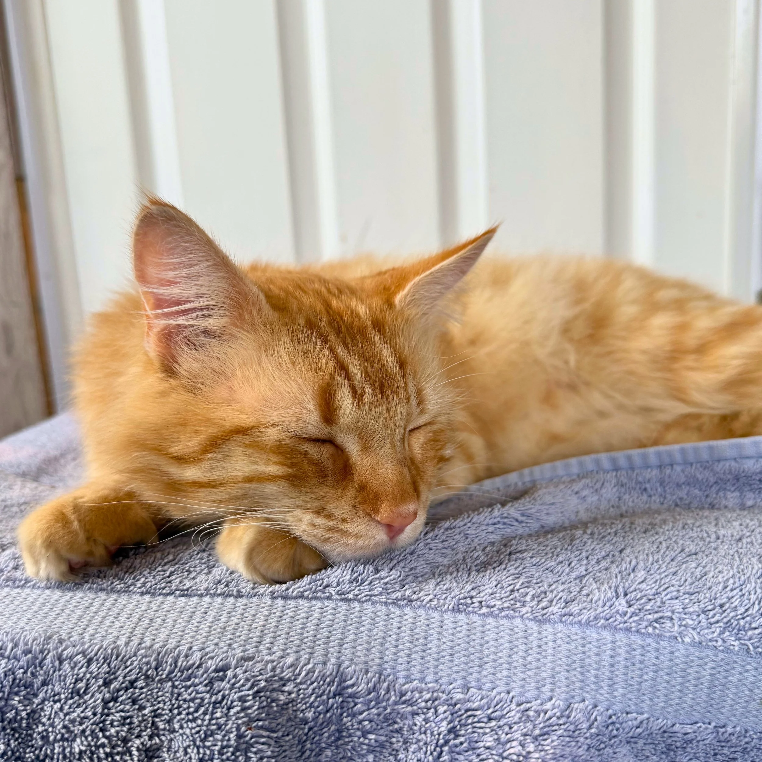 Read to Kittens - Ouray Books