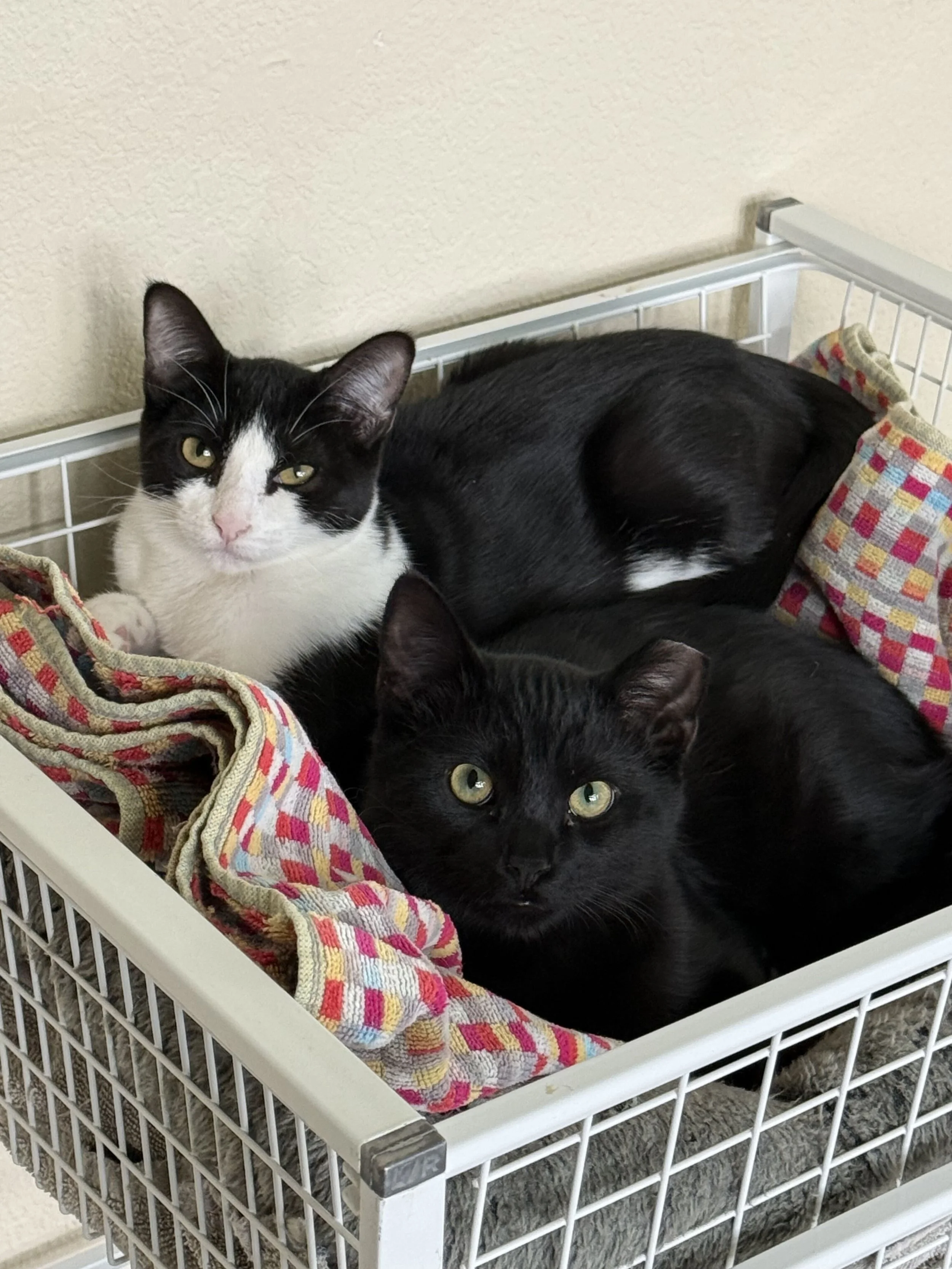 Cat and Kitten Adoption Event